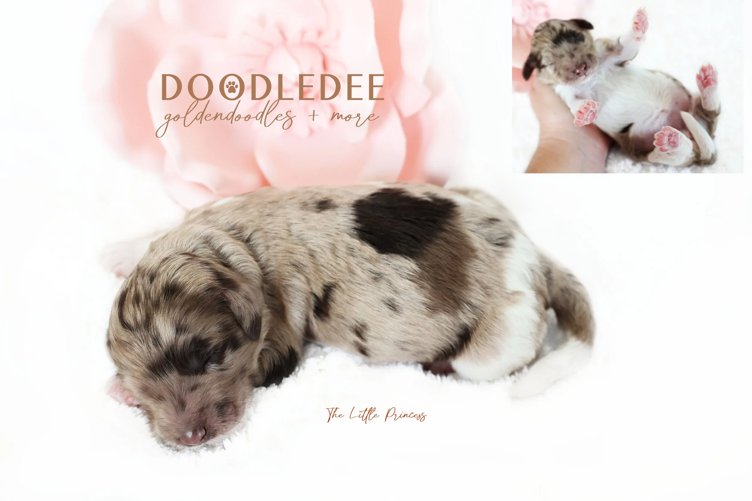 Medium/Standard English Goldendoodle