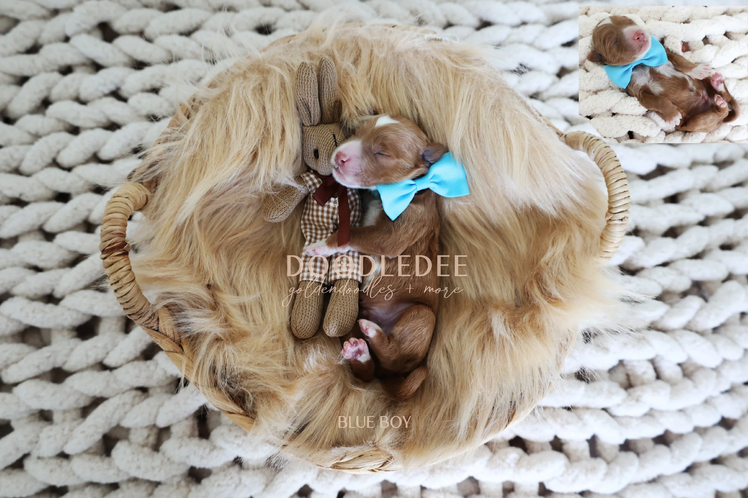 MIni English Goldendoodles