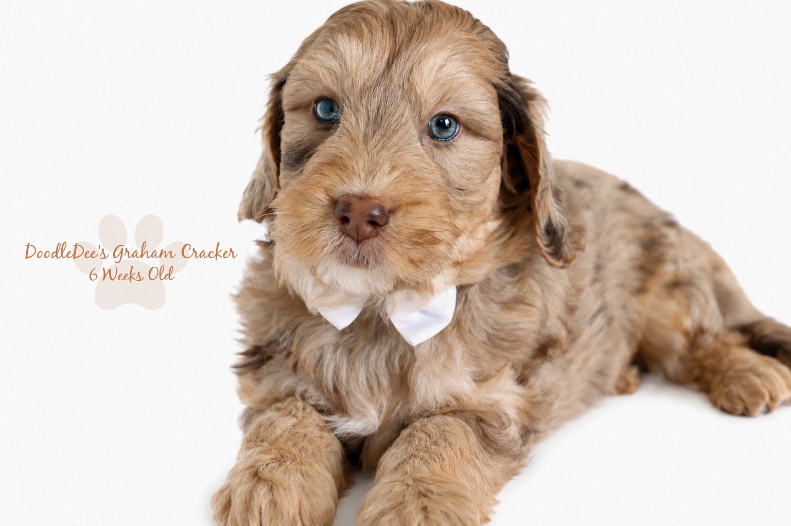 Mini Chocolate Phantom Merle English Goldendoodle Stud 