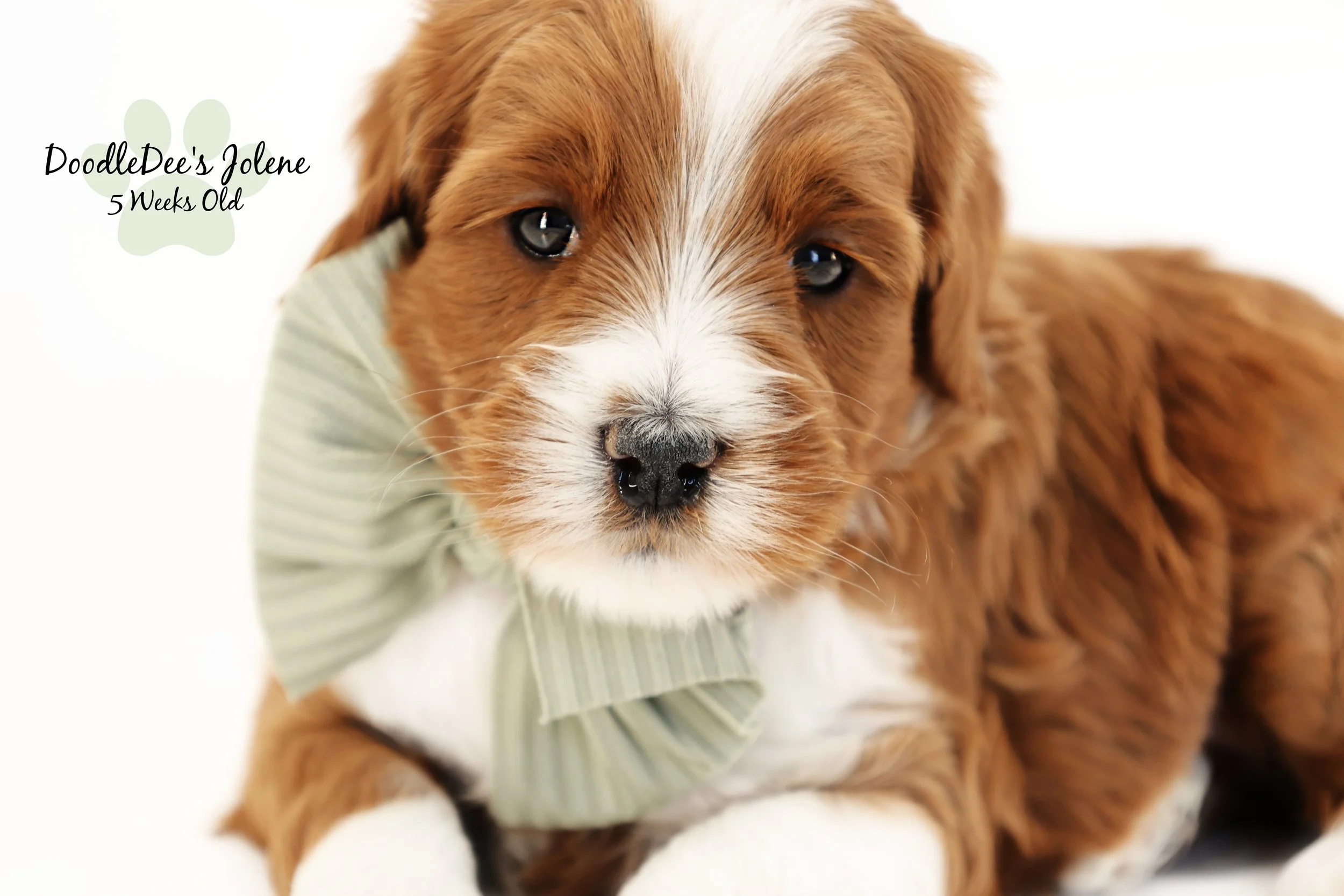 Petite English Goldendoodle