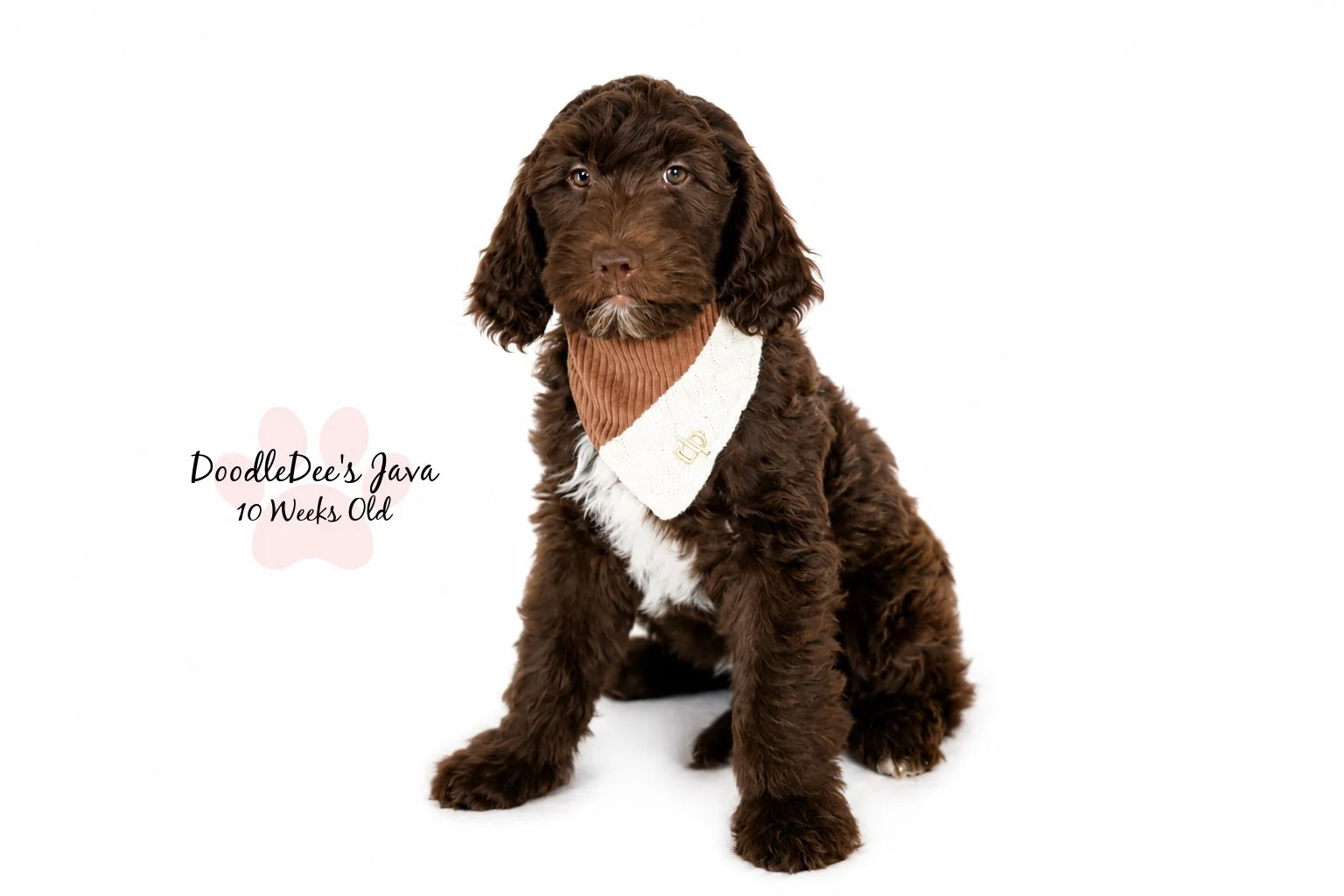 Medium English Goldendoodle