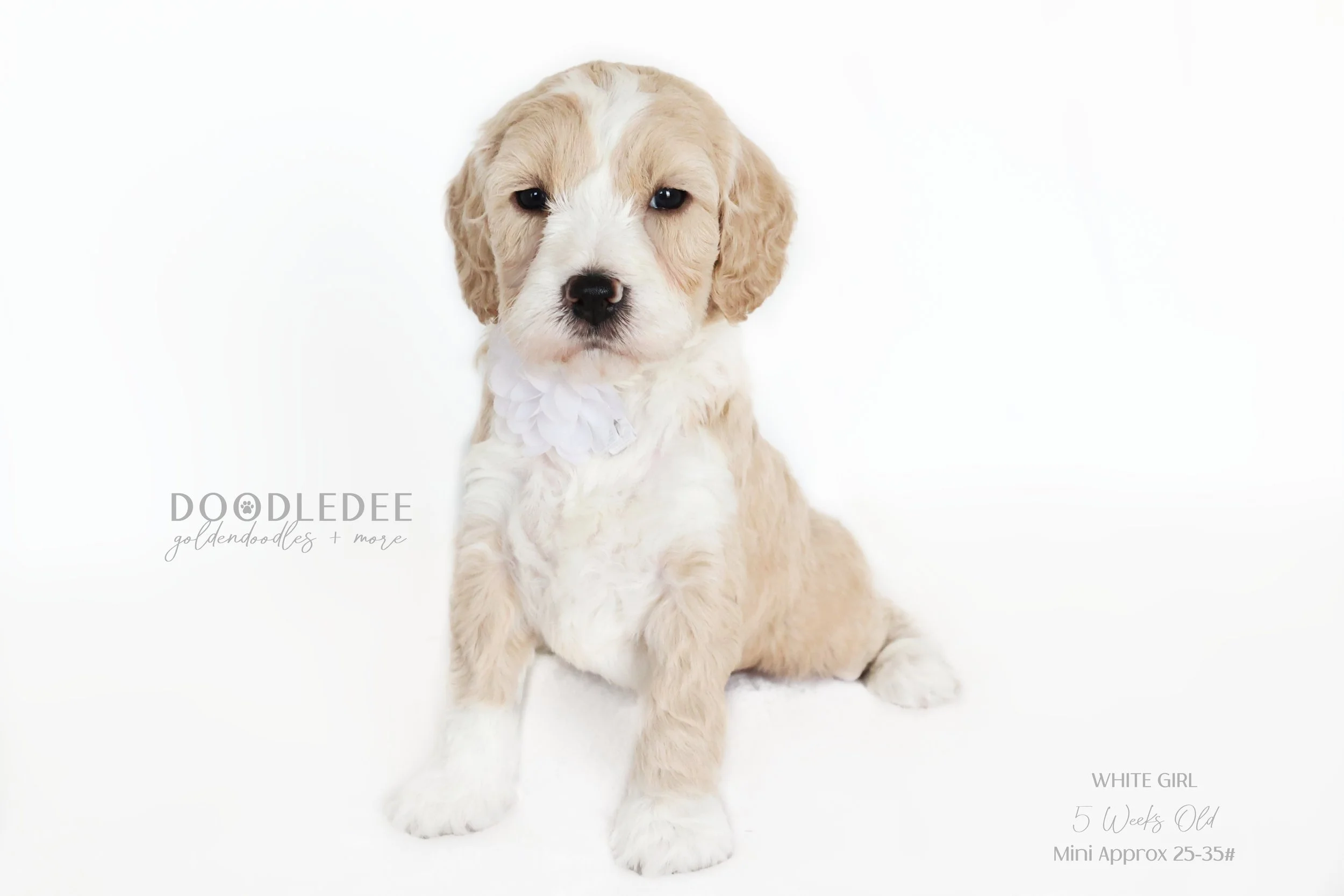 Mini English Goldendoodle AVAILABLE $2,500