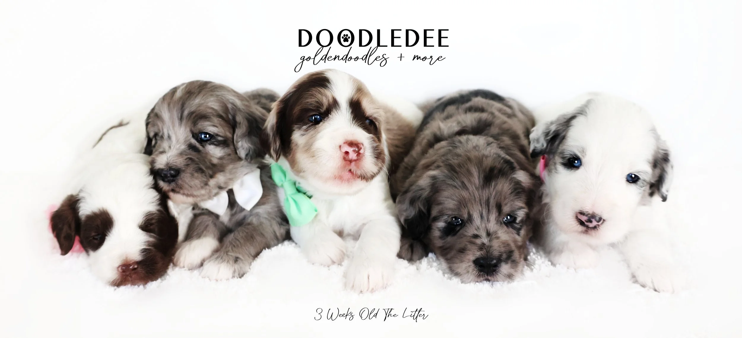 Medium English Goldendoodles