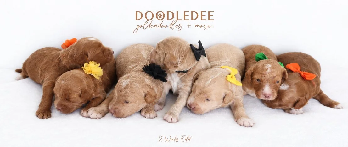 Mini English Goldendoodle Puppies | Medium English Goldendoodle Puppies