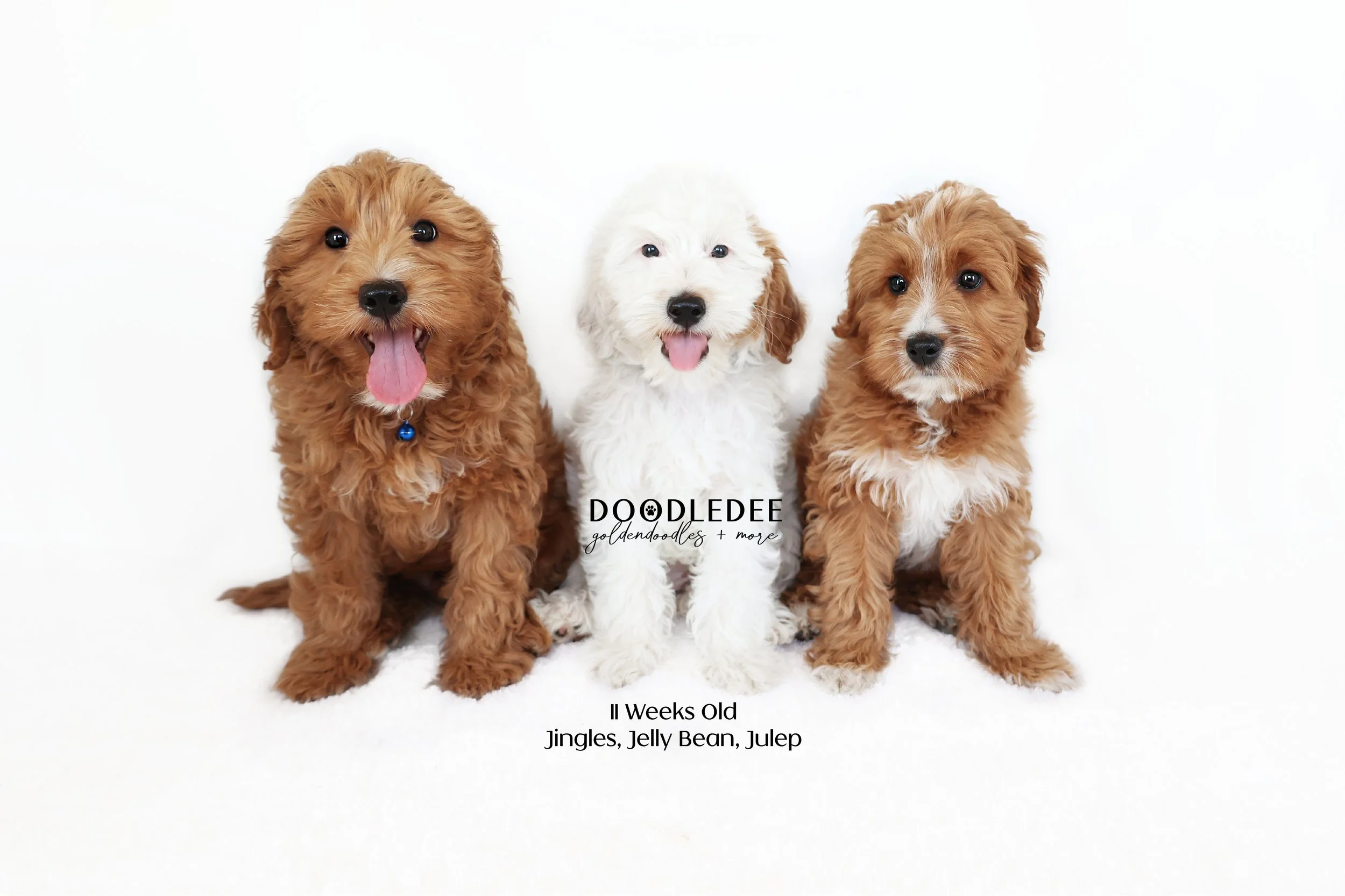 English Goldendoodle Puppies - Desi