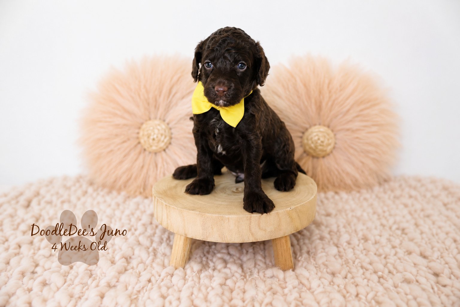 Micro Mini English Goldendoodles BREEDER HOLD