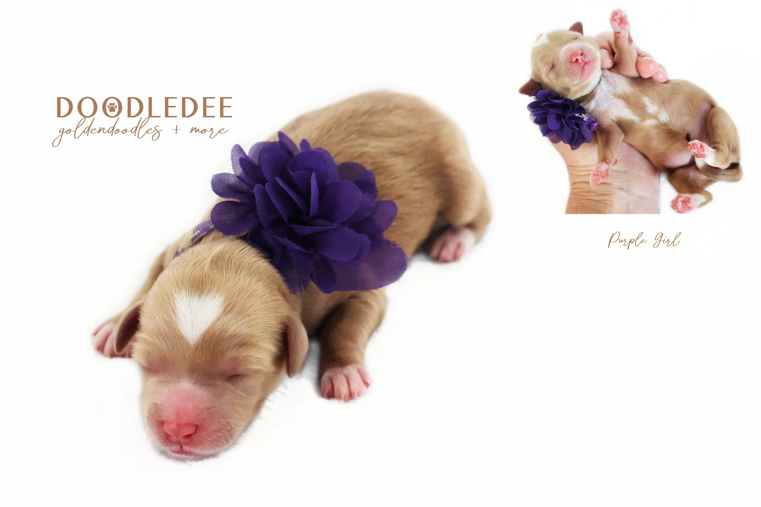 English Goldendoodle Puppies