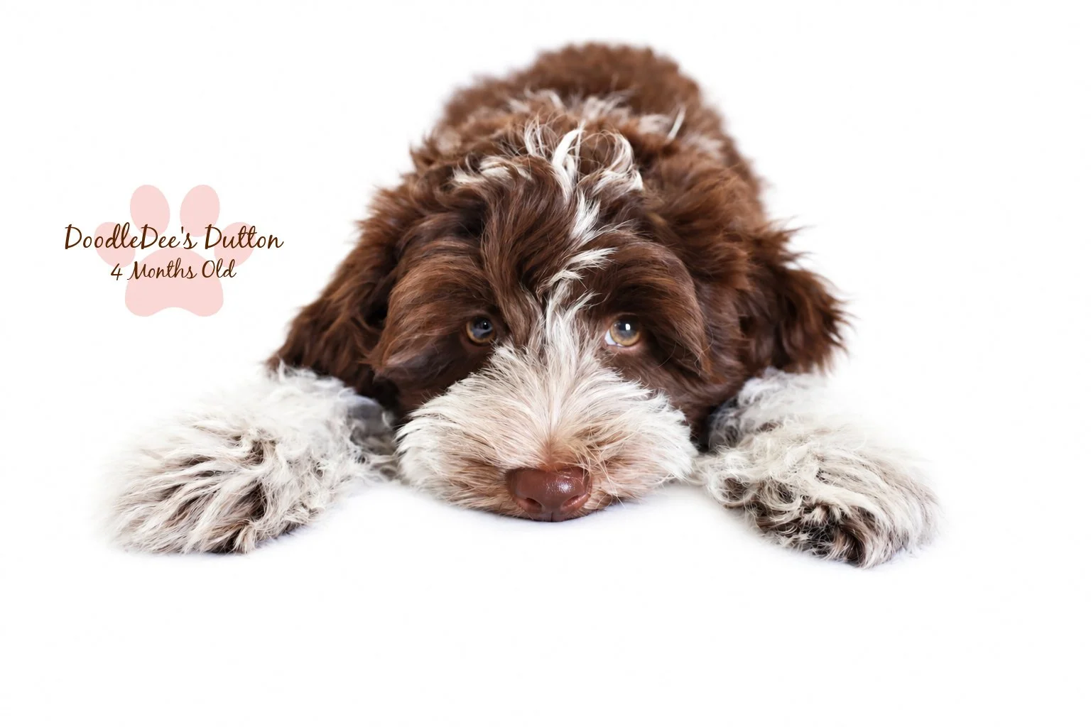 Chocolate Roan English Goldendoodle Stud |  10.2 Lbs