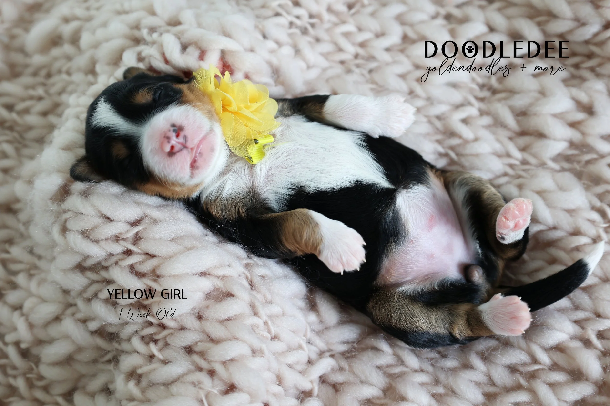 Mini Bernedoodle Puppies
