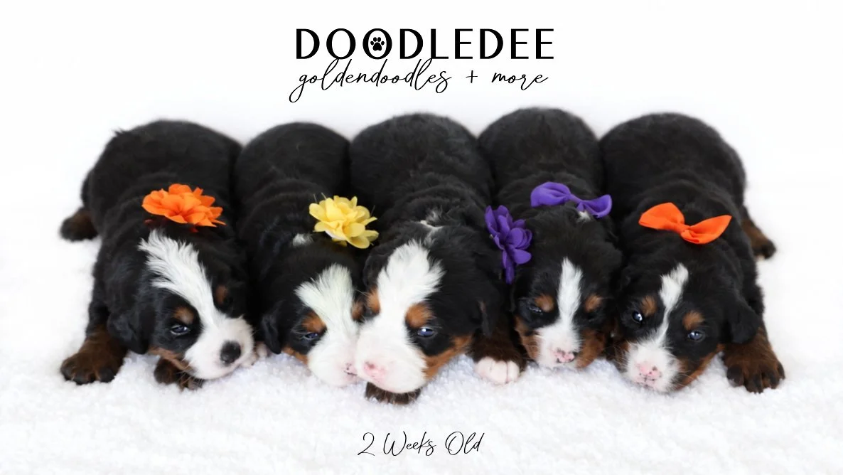 Mini Bernedoodle | Medium Bernedoodle | Standard Bernedoodle
