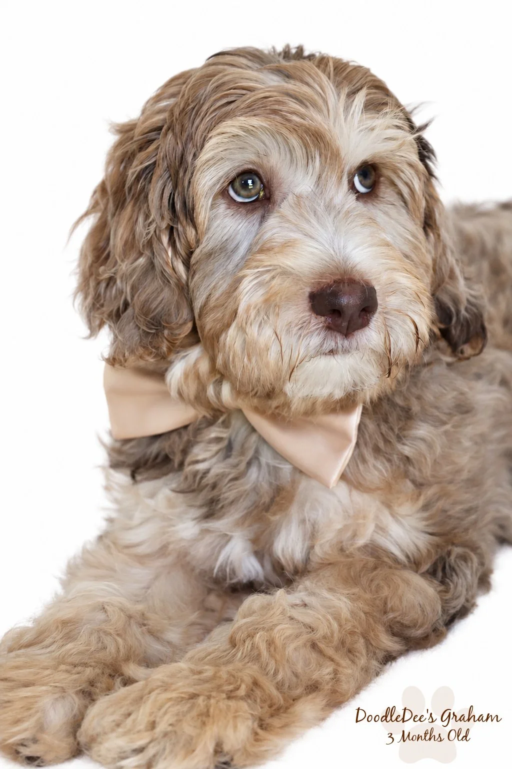 Mini Chocolate Phantom Merle English Goldendoodle Stud | 12.10 lbs
