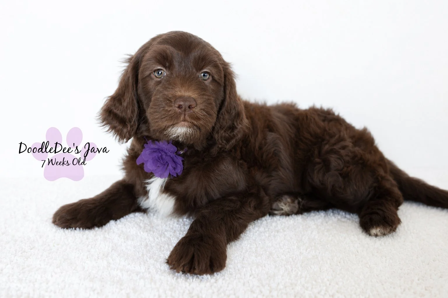 Medium English Goldendoodle Female- JAVA- GUARDIAN OPPORTUNITY
