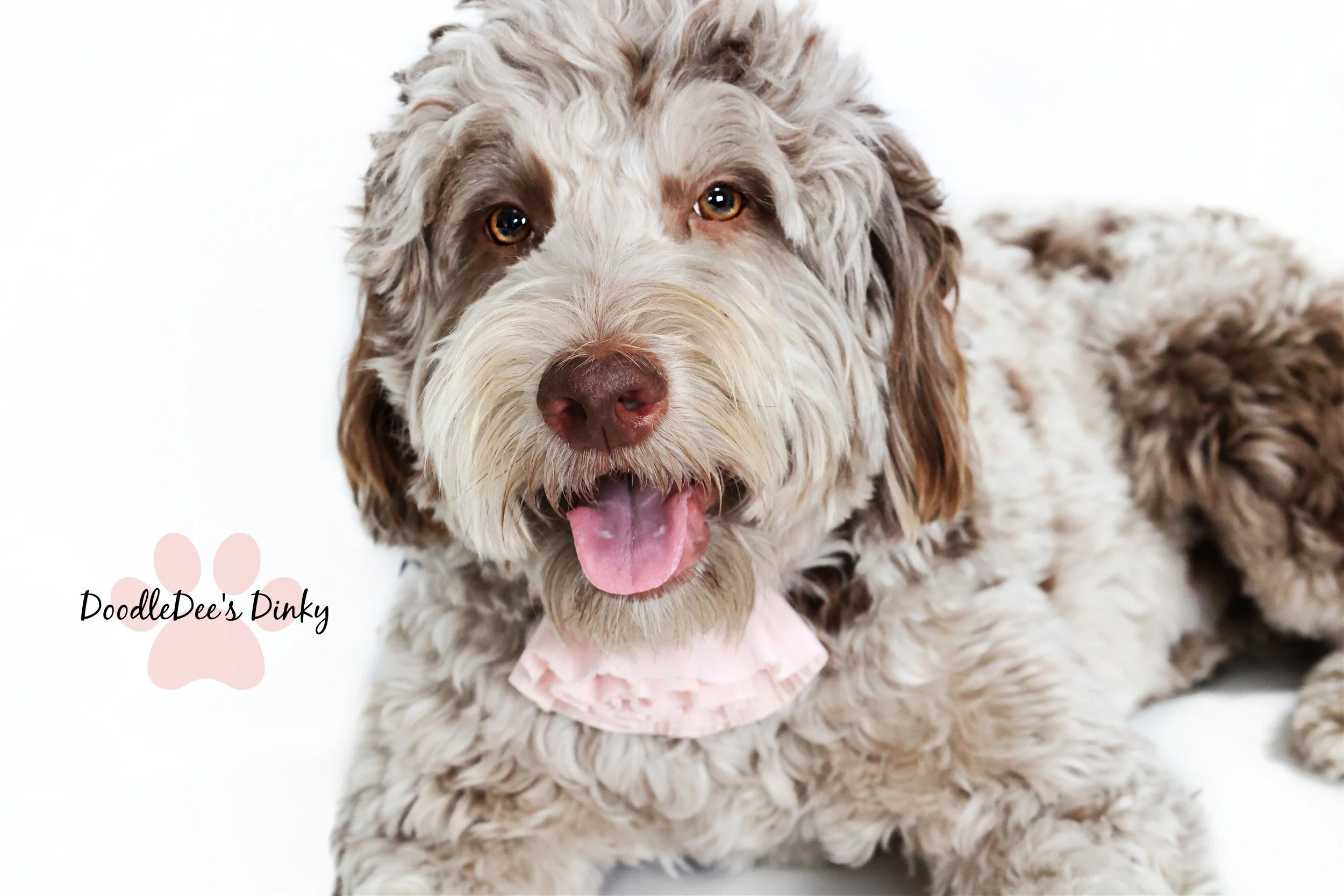 Chocolate Merle English Goldendoodle