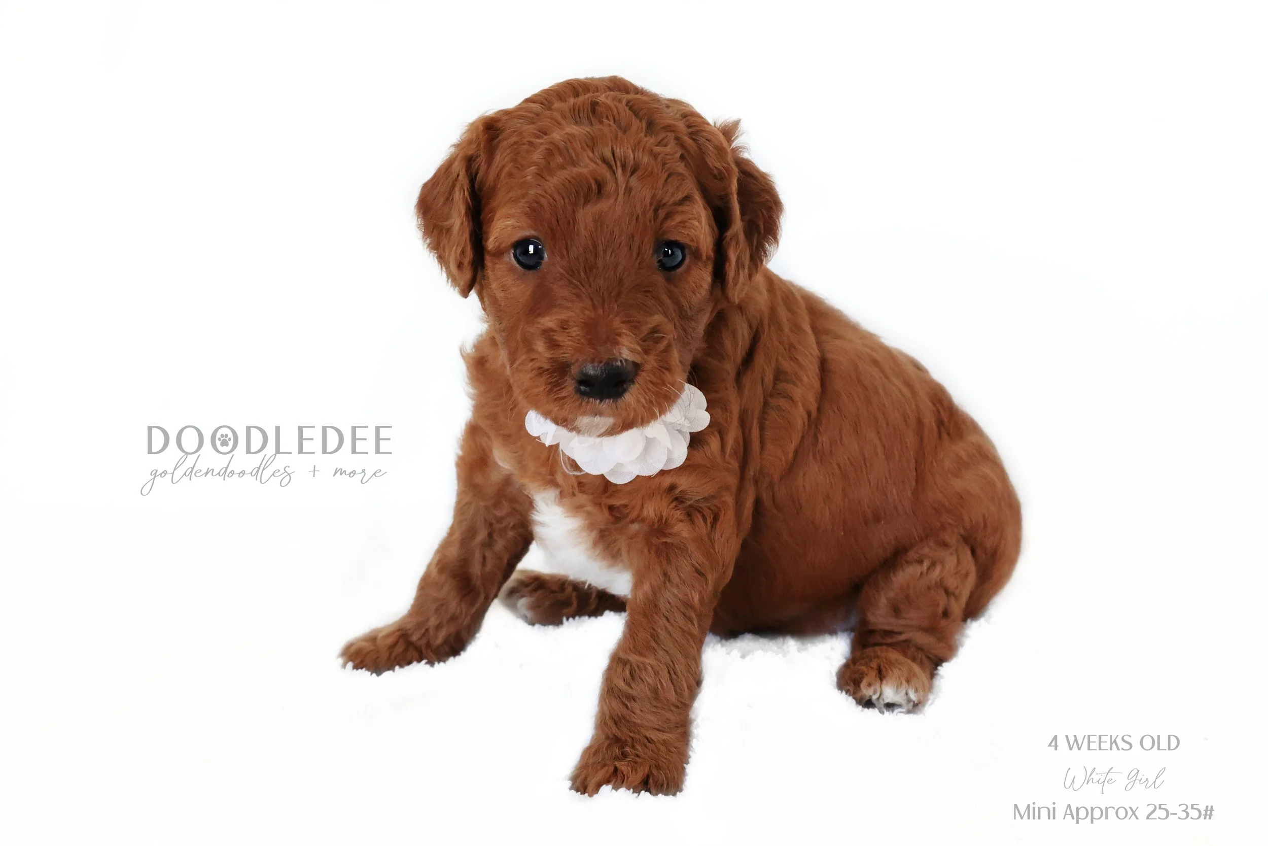 Mini English Goldendoodle