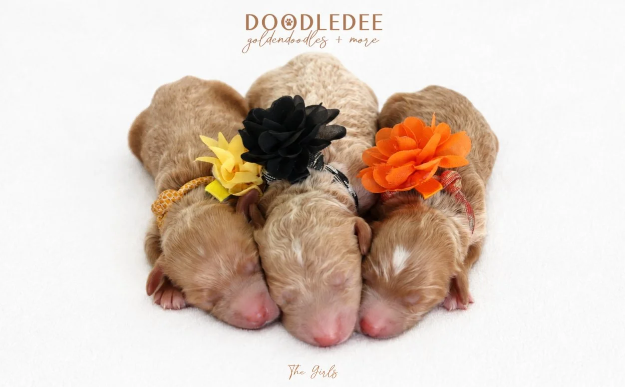 Mini English Goldendoodle Puppies | Medium English Goldendoodle Puppies