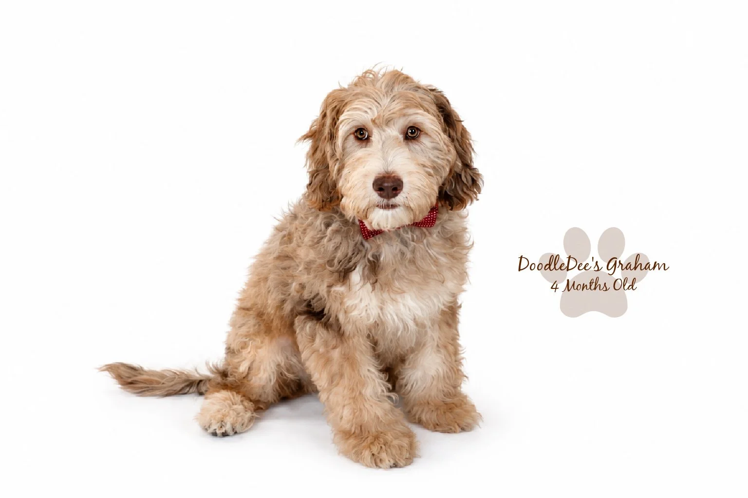 Mini Chocolate Phantom Merle English Goldendoodle Stud | 20 lbs