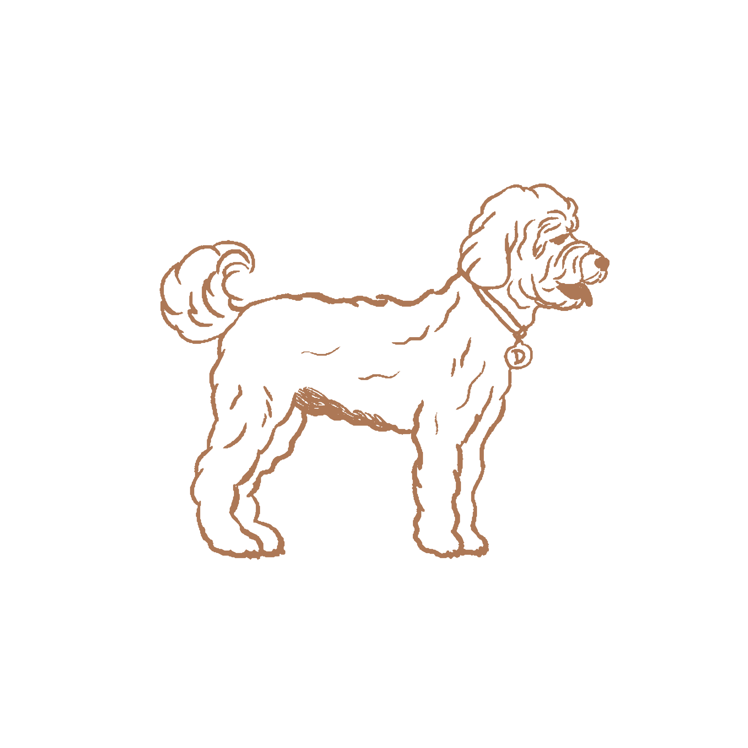 English Goldendoodle Puppies | Bernedoodle Puppies