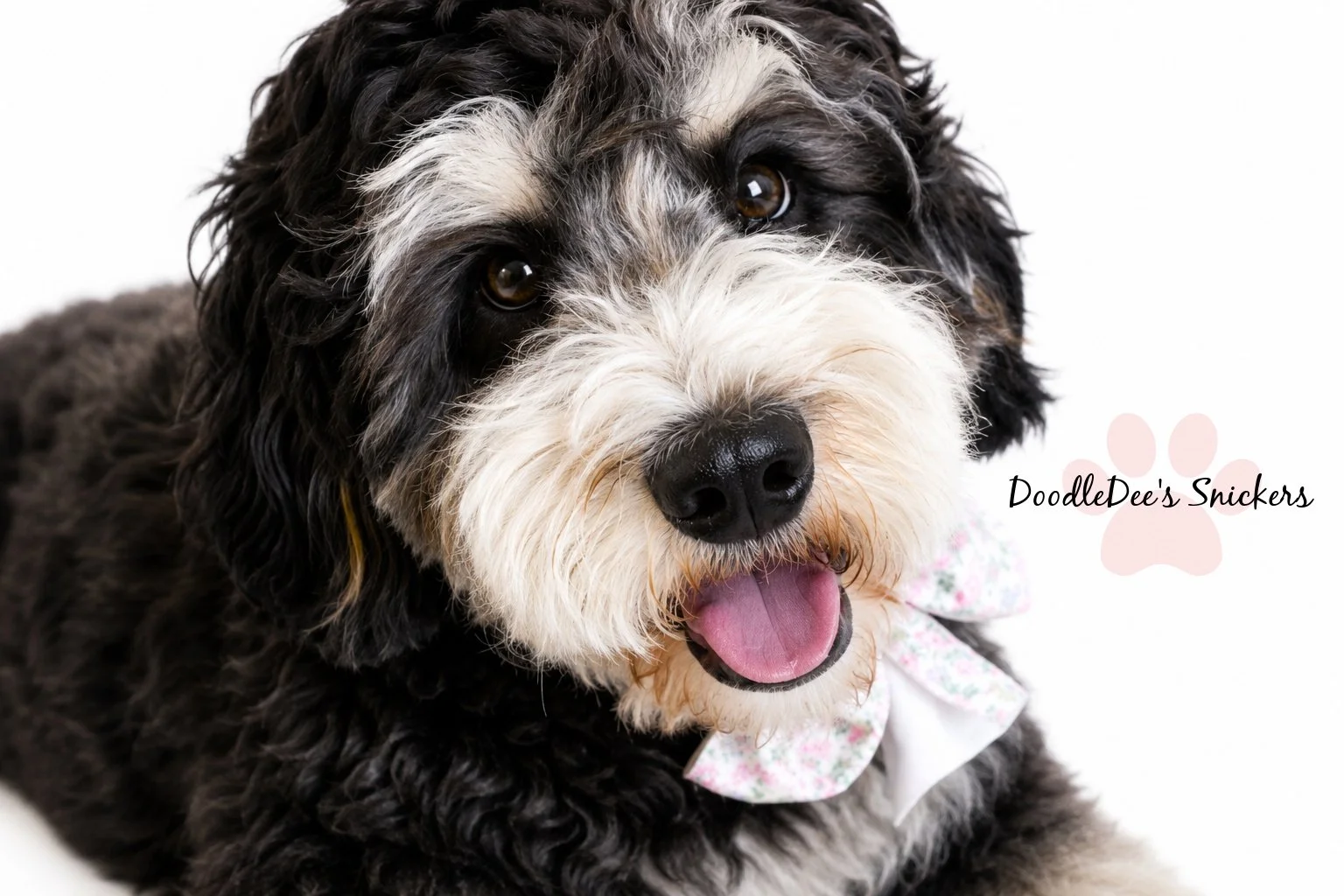 Snickers- Mini Bernedoodle