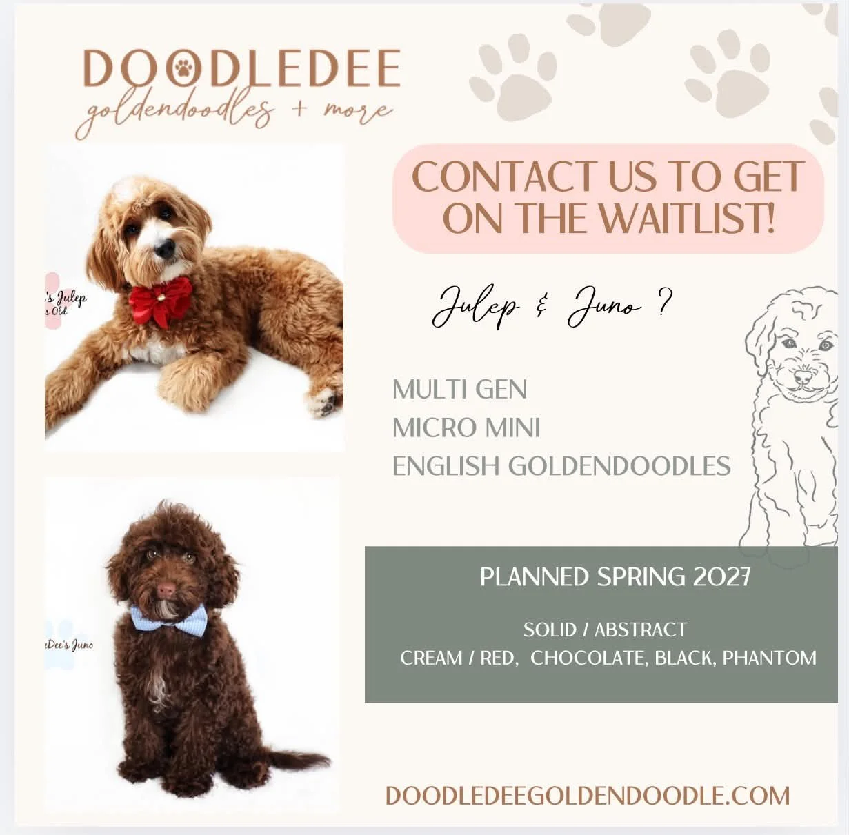 Micro Mini English Goldendoodle Puppies