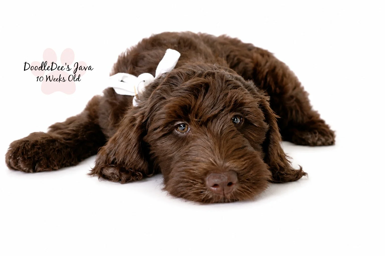 Medium English Goldendoodle