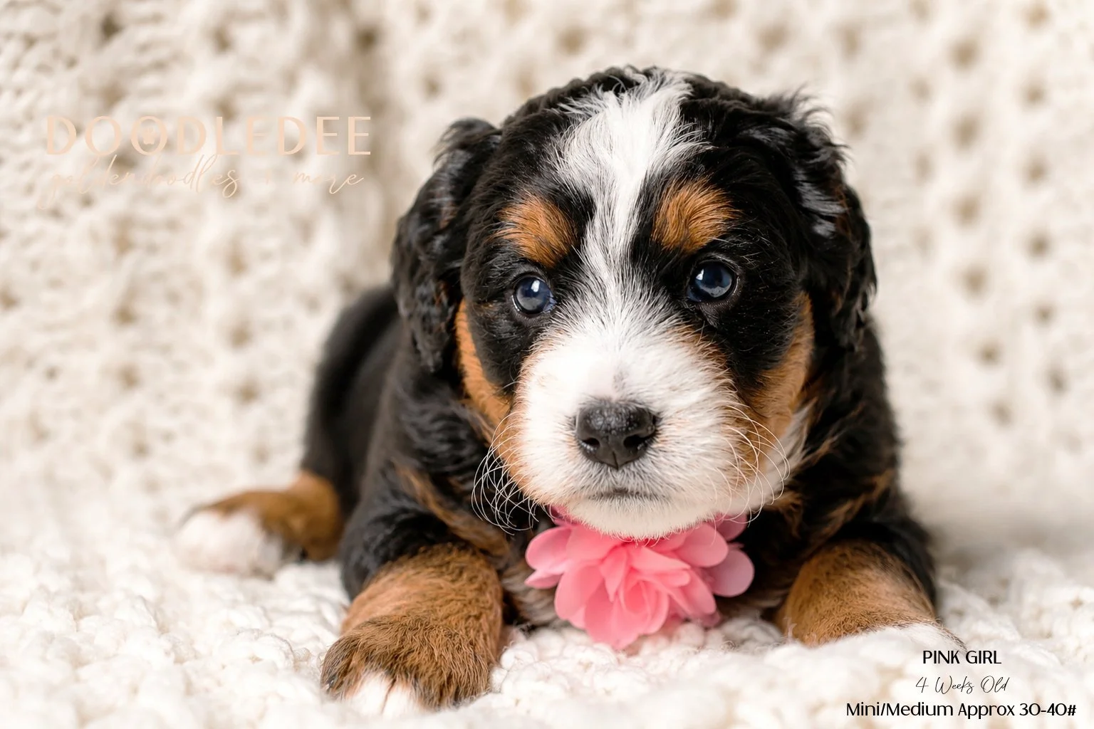 Mini/Med Bernedoodle SOLD