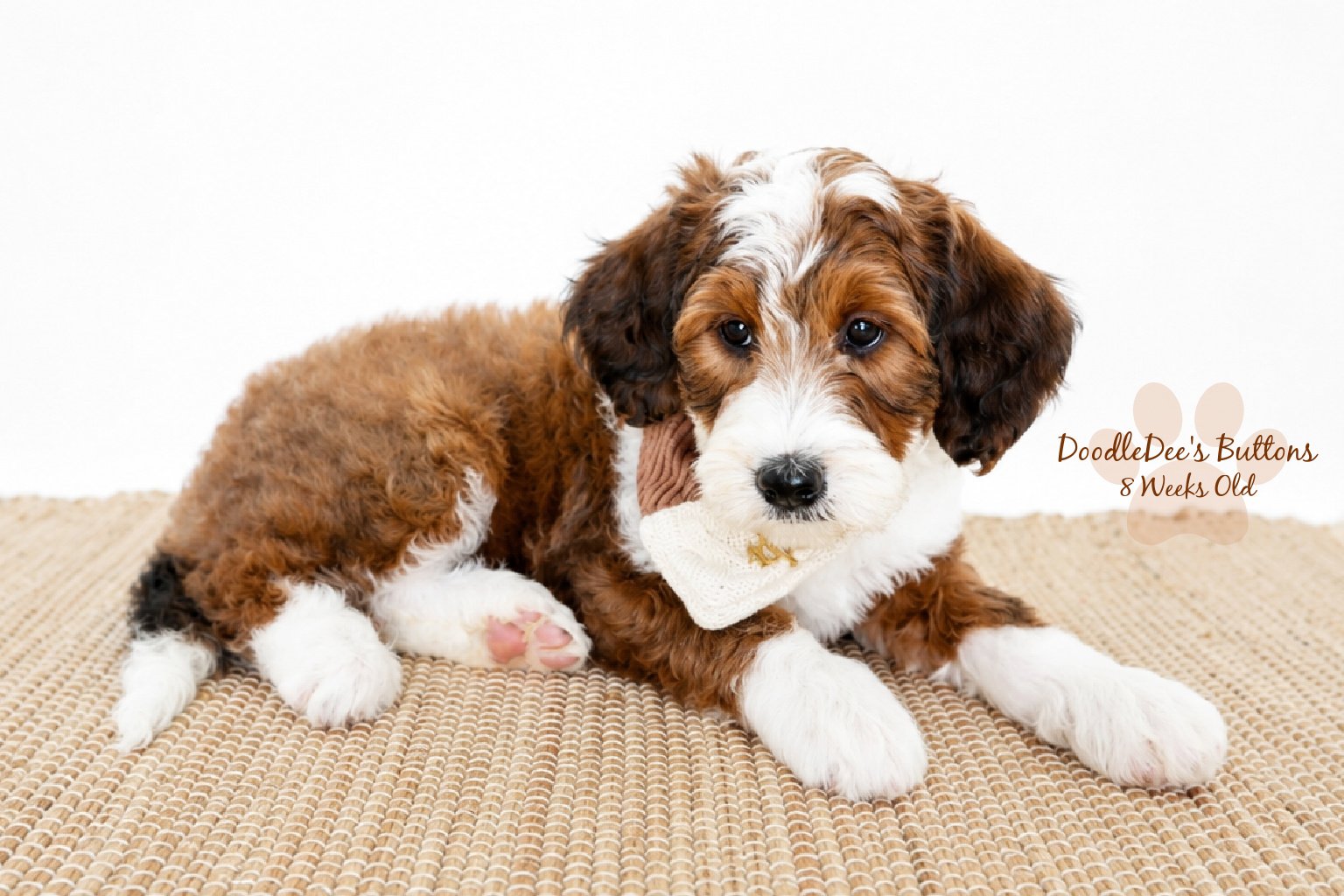 Sable Bernedoodle- Buttons 8 Weeks Old