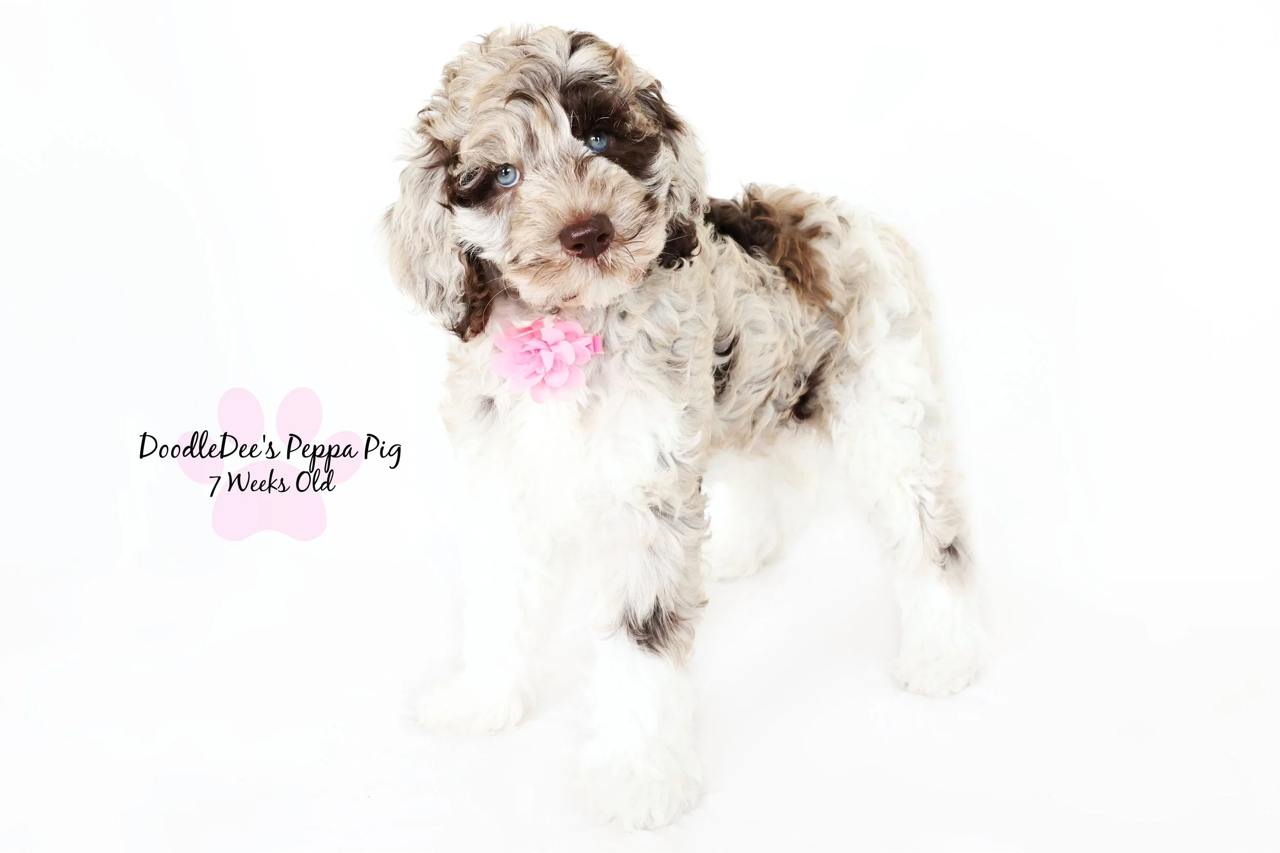 English Goldendoodle Puppies - Gypsy
