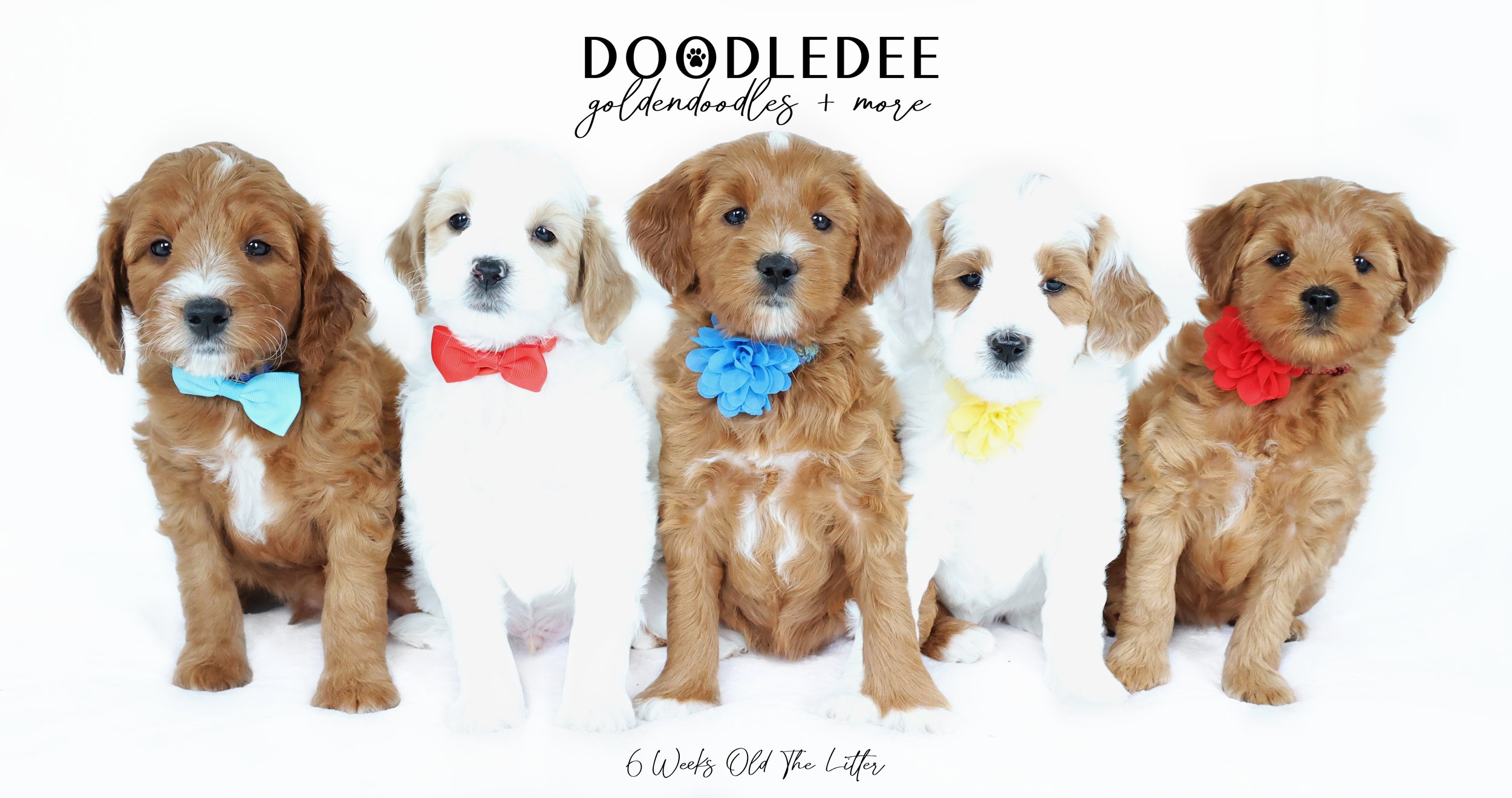 Julep & Duffy PAST Litter