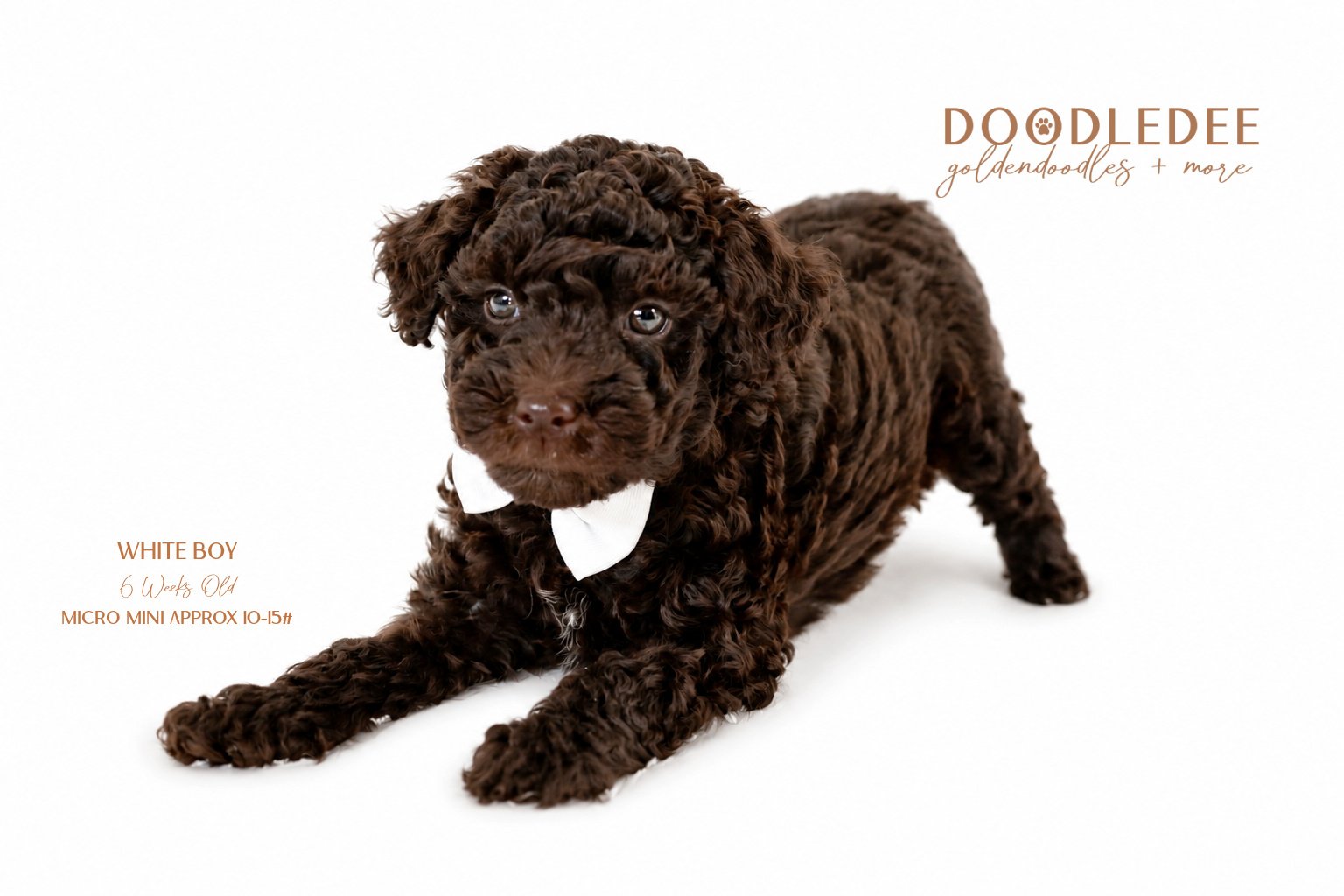 Micro Mini English Goldendoodle - Male AVAILABLE $3,500
