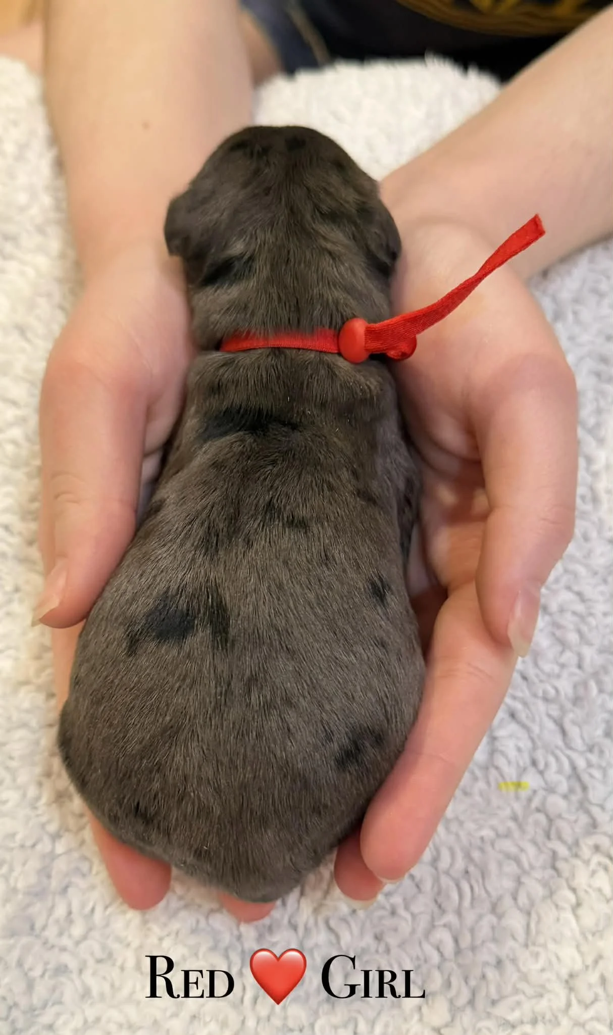 Merle Bernedoodle puppies
