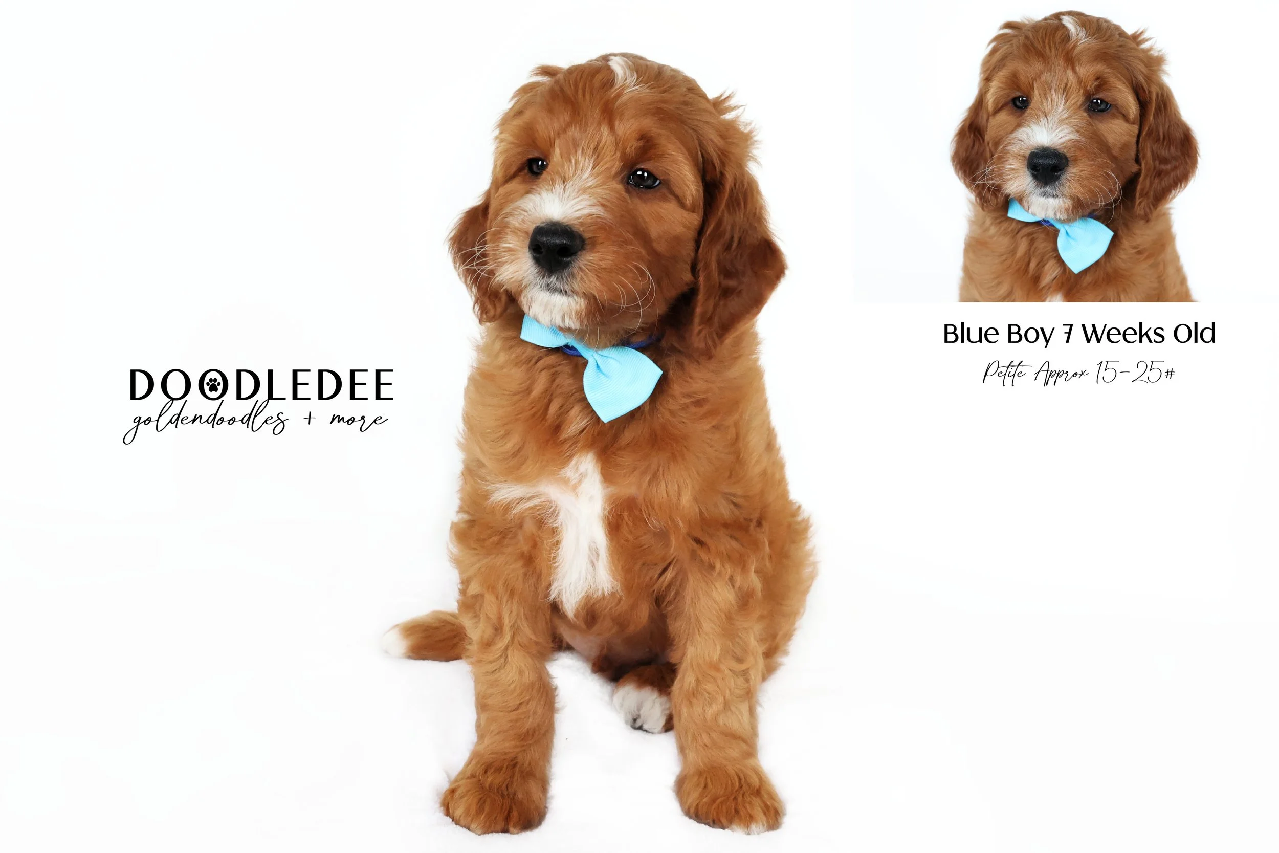 Petite English Goldendoodle $3,000