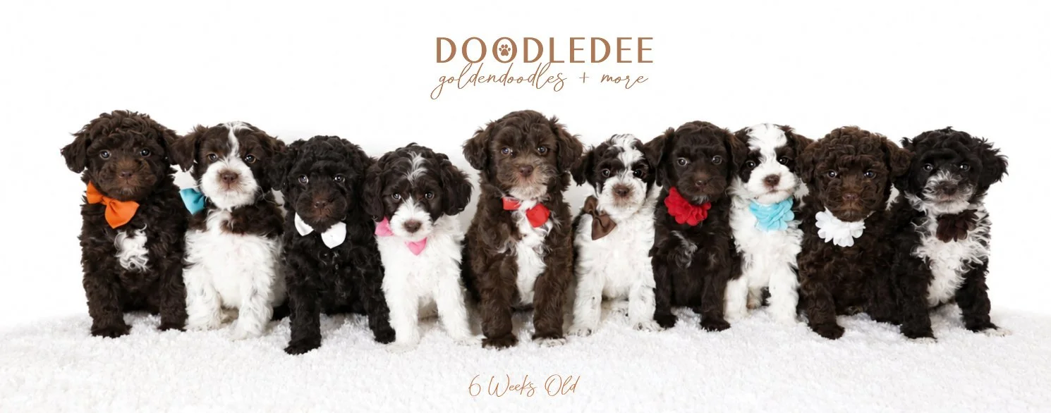 Micro Mini English Goldendoodle | Petite English Goldendoodle Puppies -
6  AVAILABLE $3,500