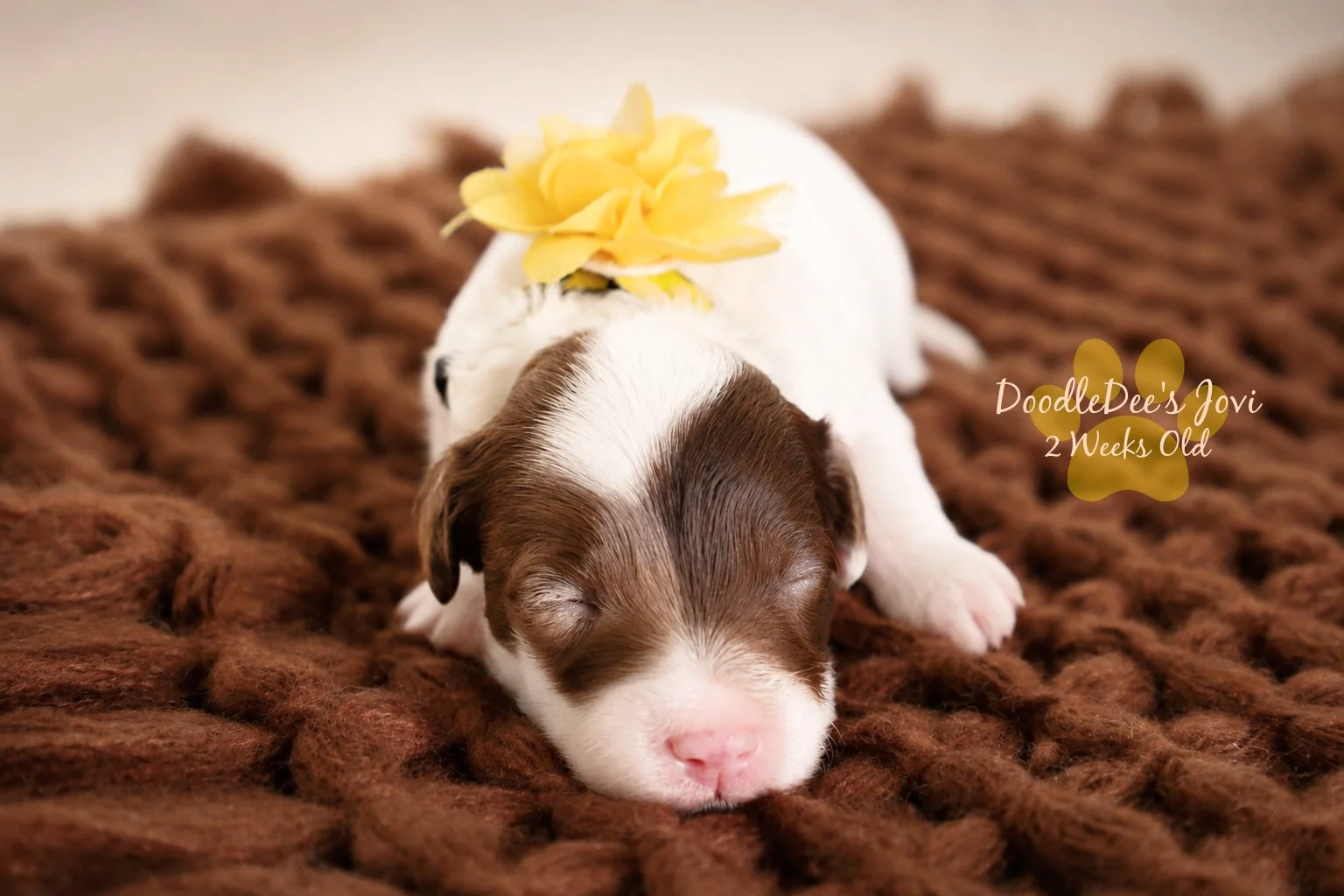Micro Mini English Goldendoodle