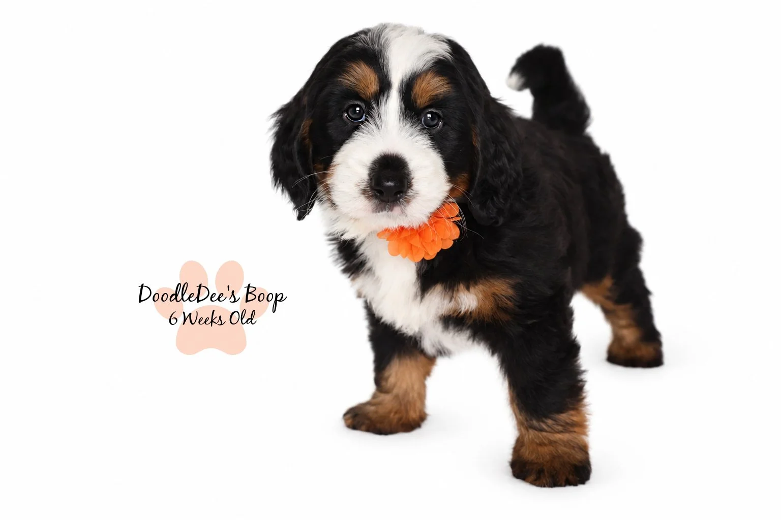 Medium Ultra Bernedoodle | Standard Ultra Bernedoodle 