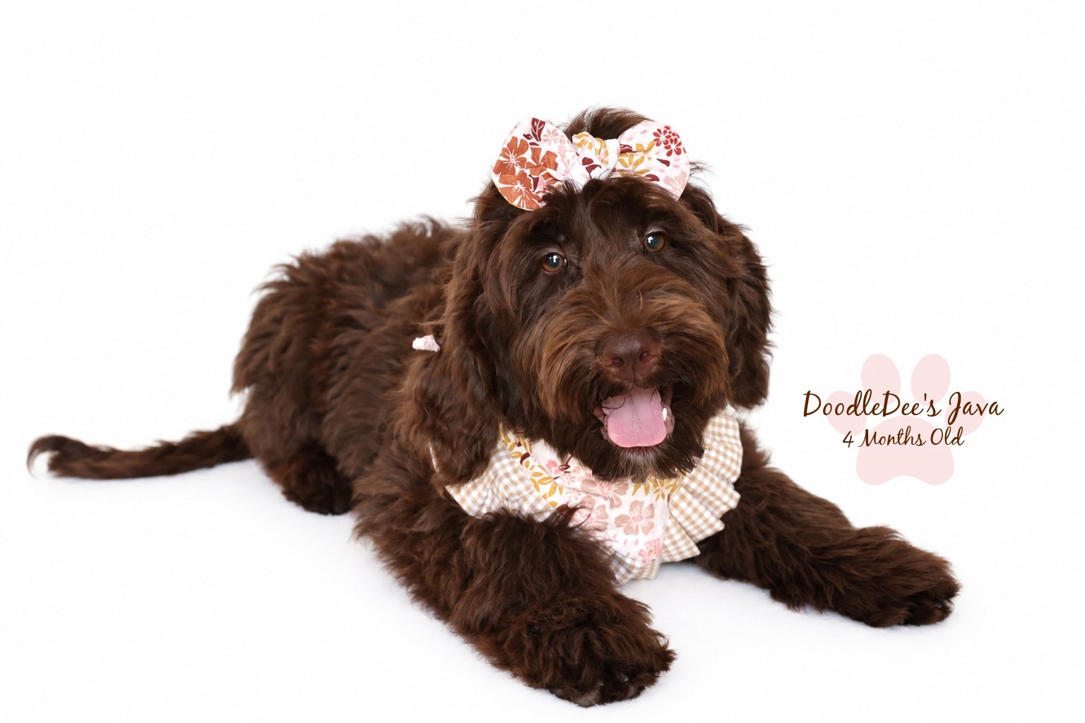 Medium English Goldendoodle |  22 Lbs