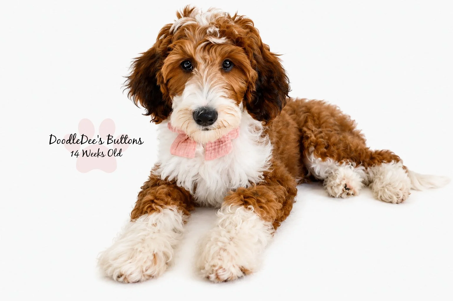 Sable Bernedoodle- Buttons 14 Weeks Old 
15 Lbs