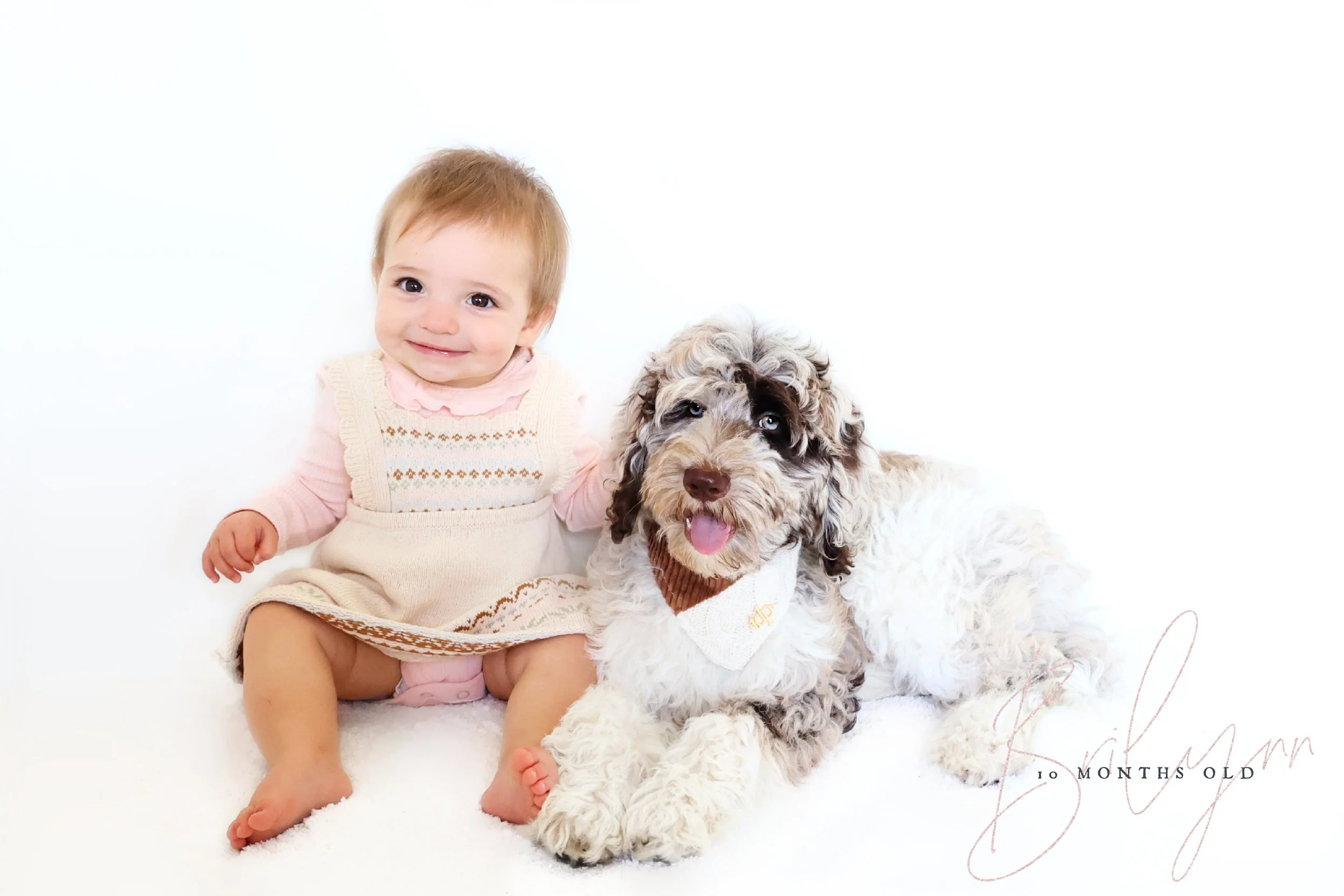 Chocolate Merle English Goldendoodle