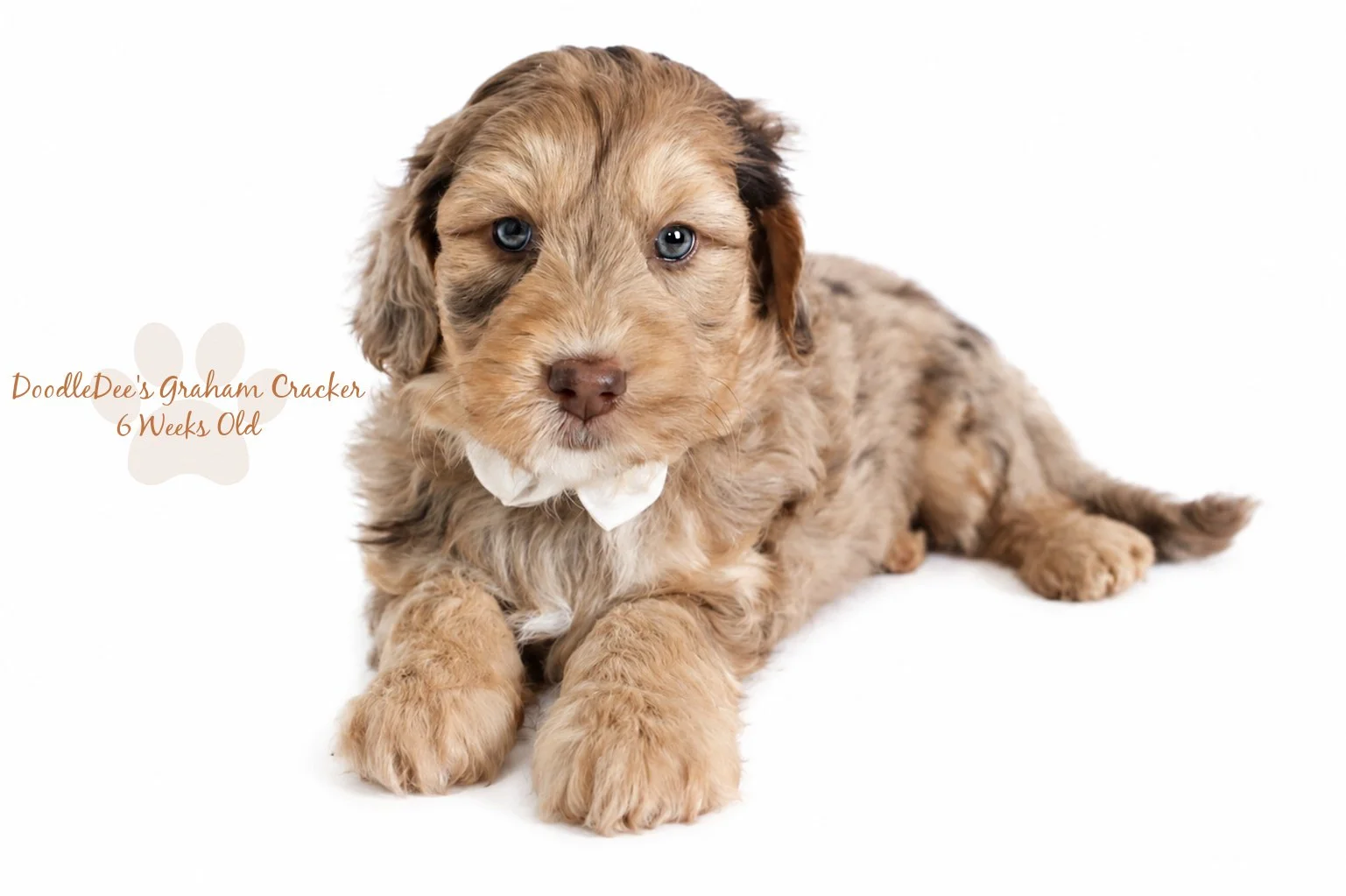 Mini Chocolate Phantom Merle English Goldendoodle Stud 