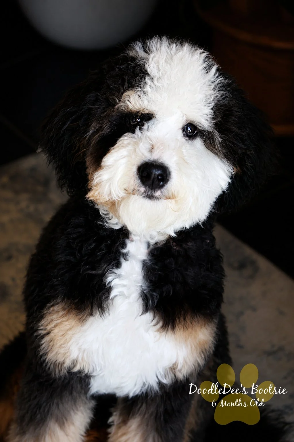 Mini Bernedoodle