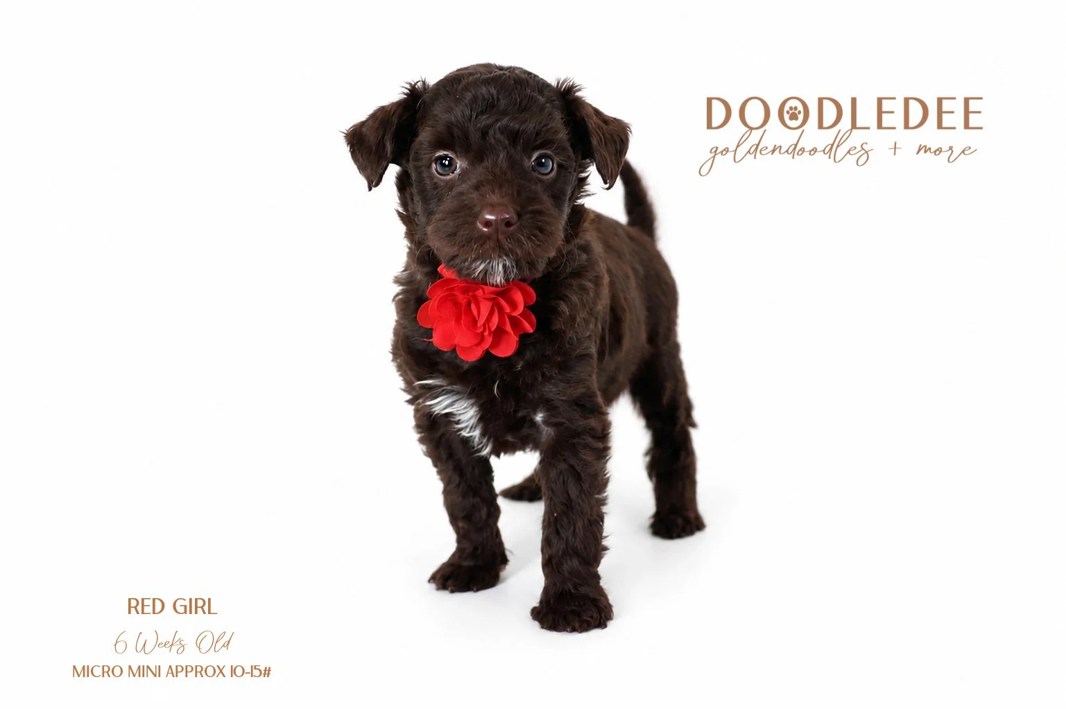 Micro Mini English Goldendoodle - Female AVAILABLE $3,500