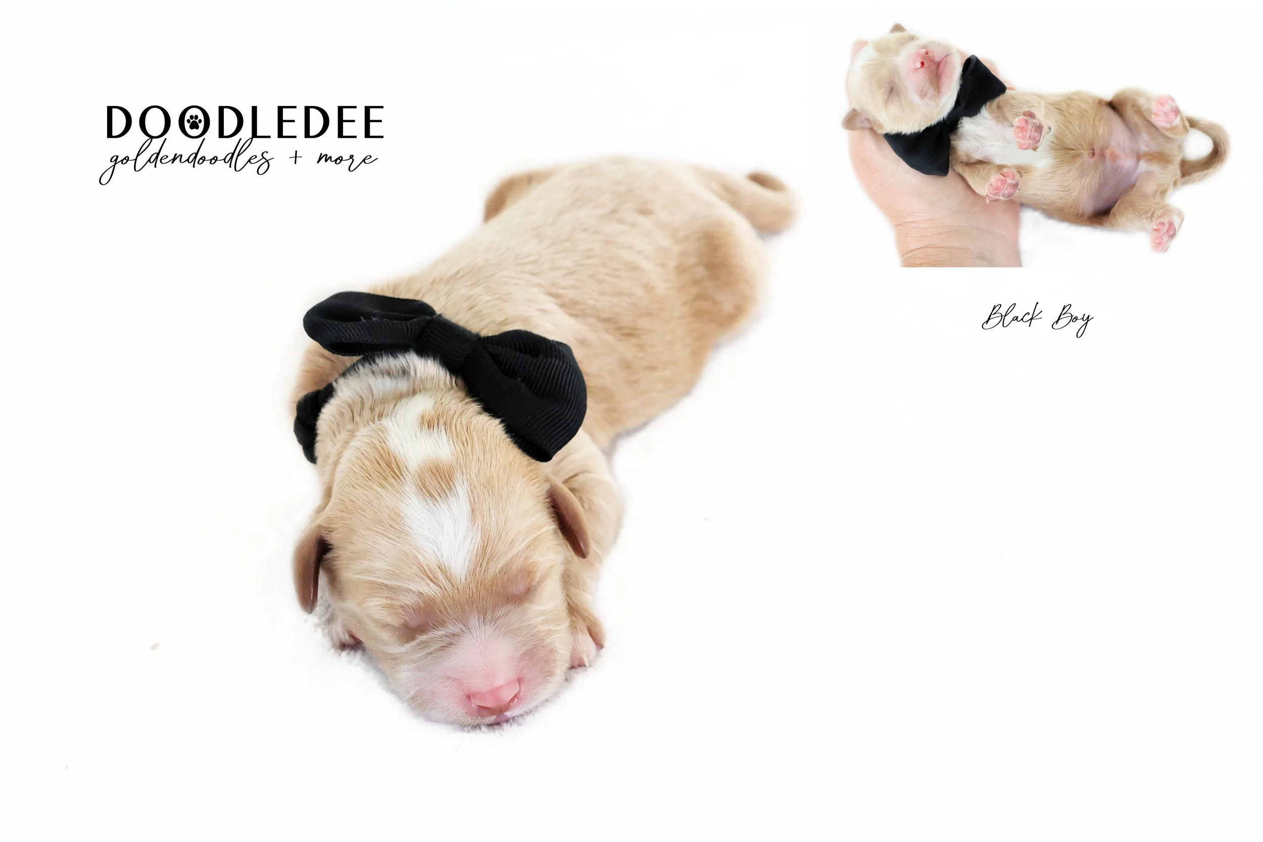 Mini English Goldendoodle