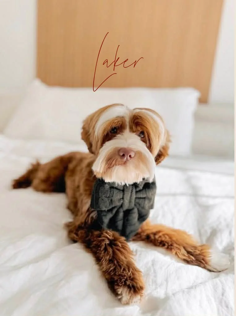 MIcro Mini English Goldendoodle Stud- Laker