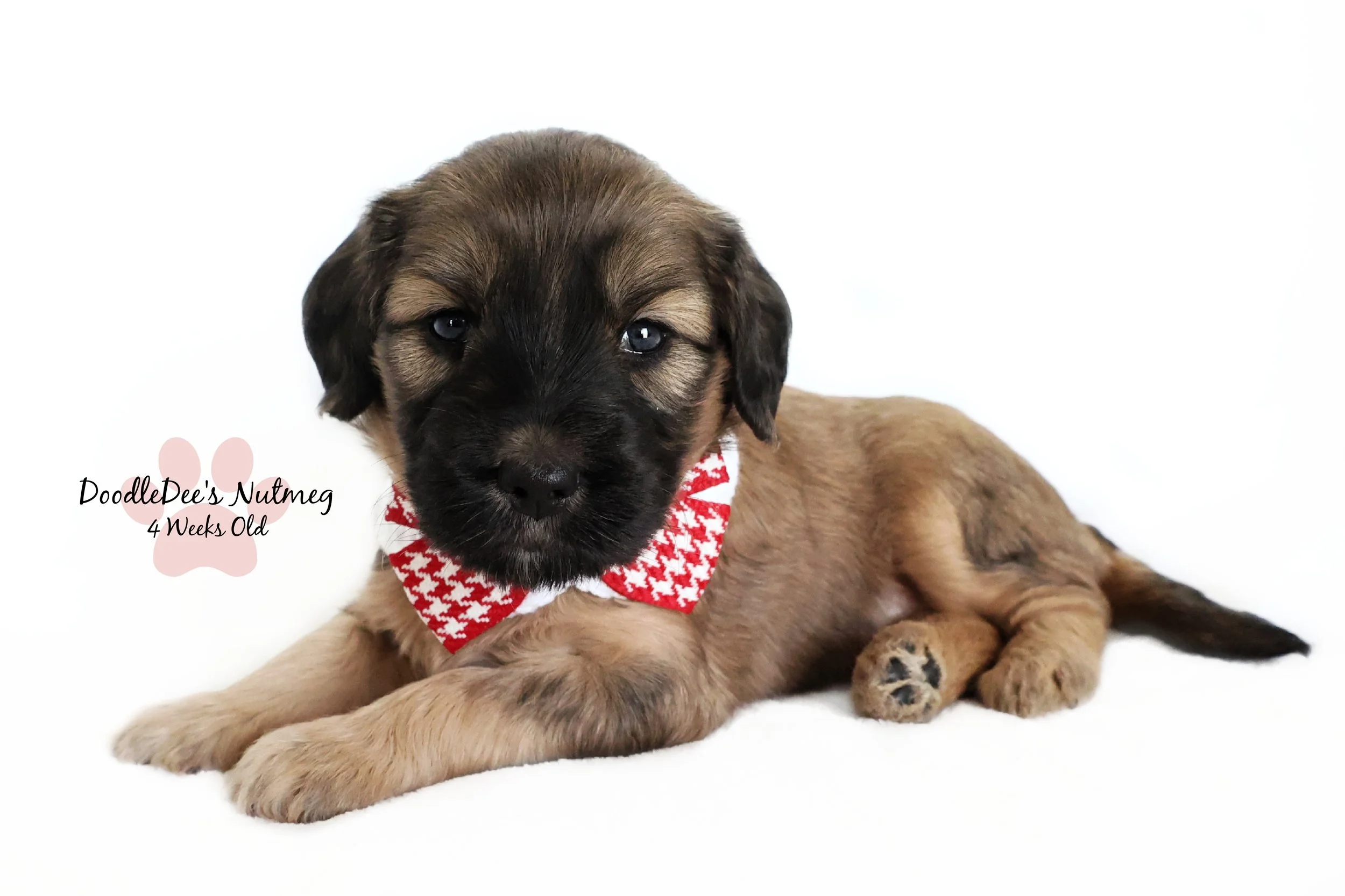 Petite Sable English Goldendoodle