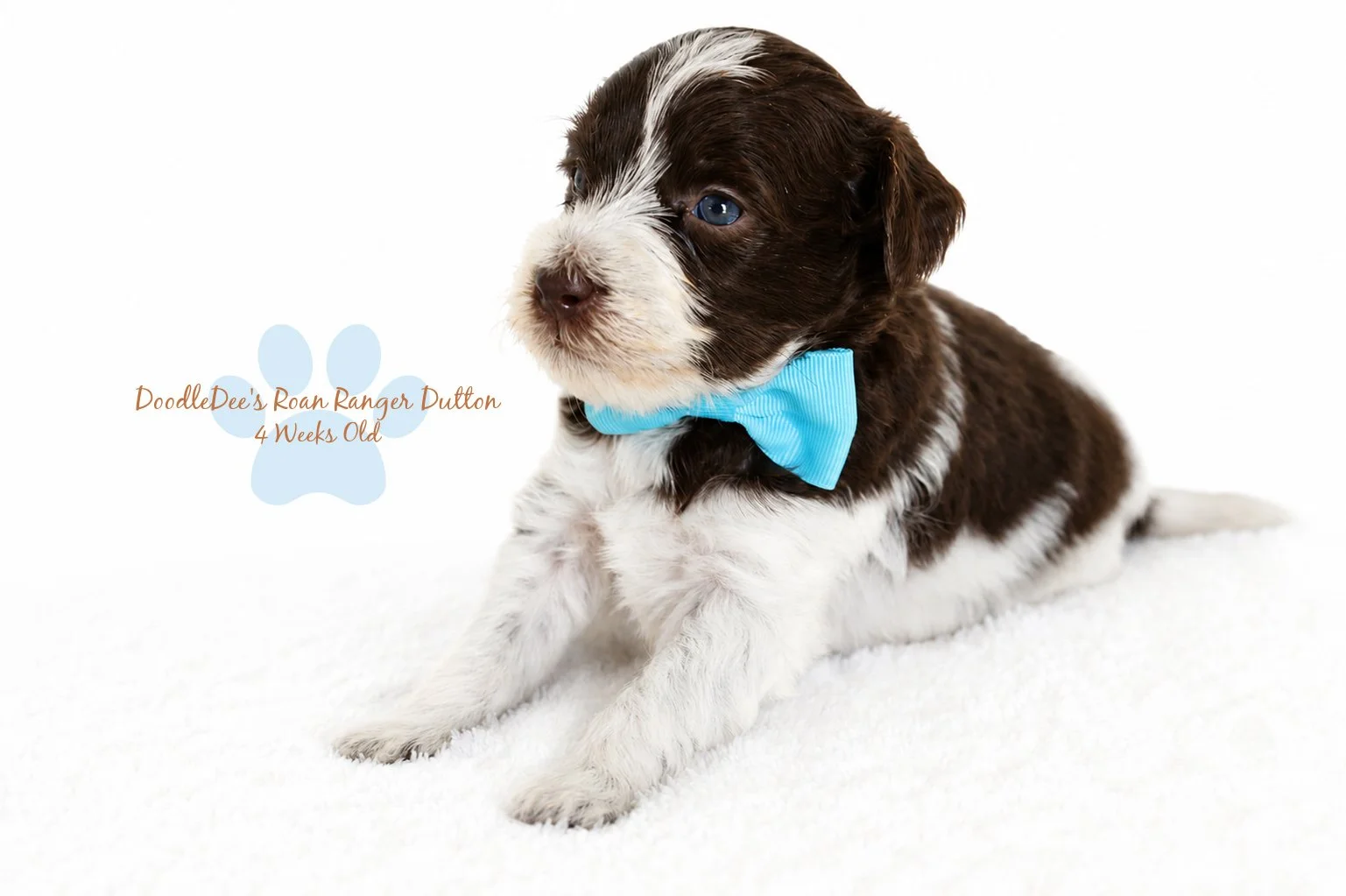 Micro Mini / Petite English Goldendoodle Male BREEDER HOLD