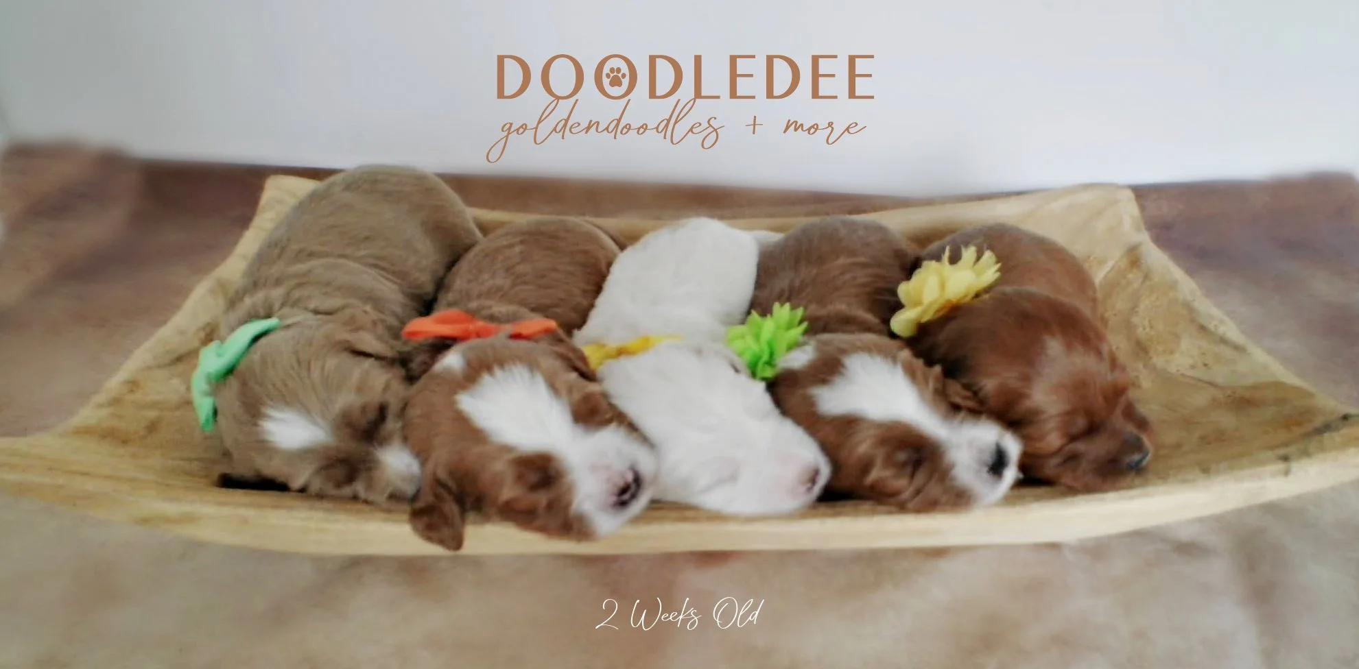 English Goldendoodle Puppies