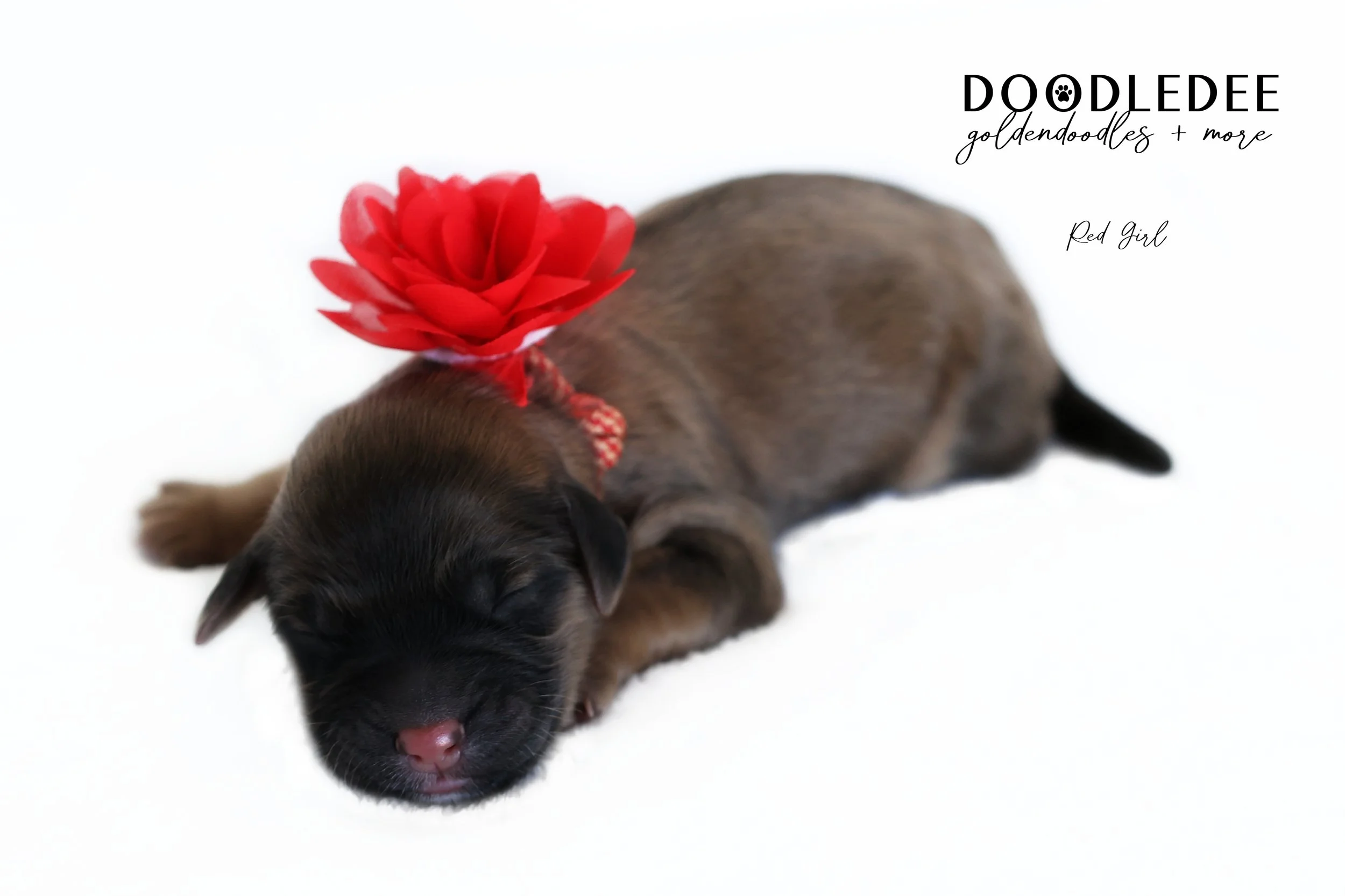 Petite Sable English Goldendoodle