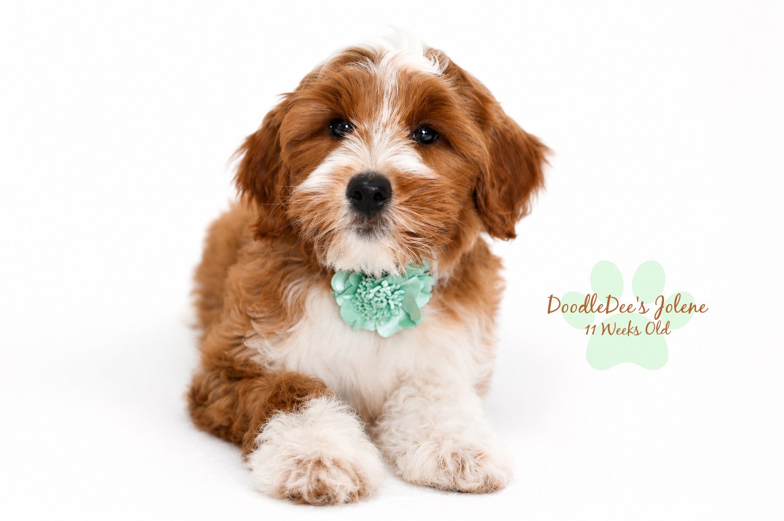 Petite English Goldendoodle
