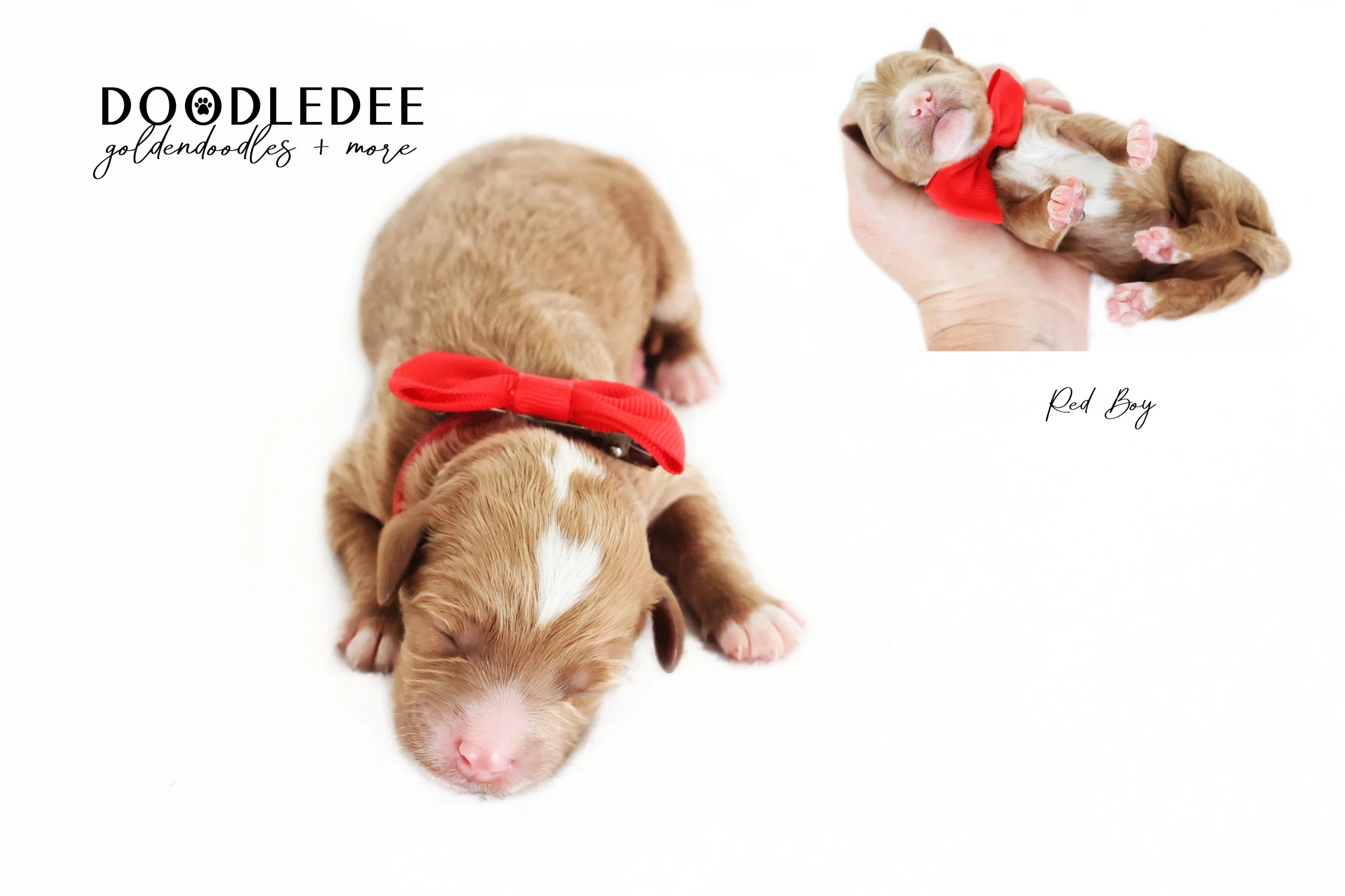 Petite English Goldendoodle