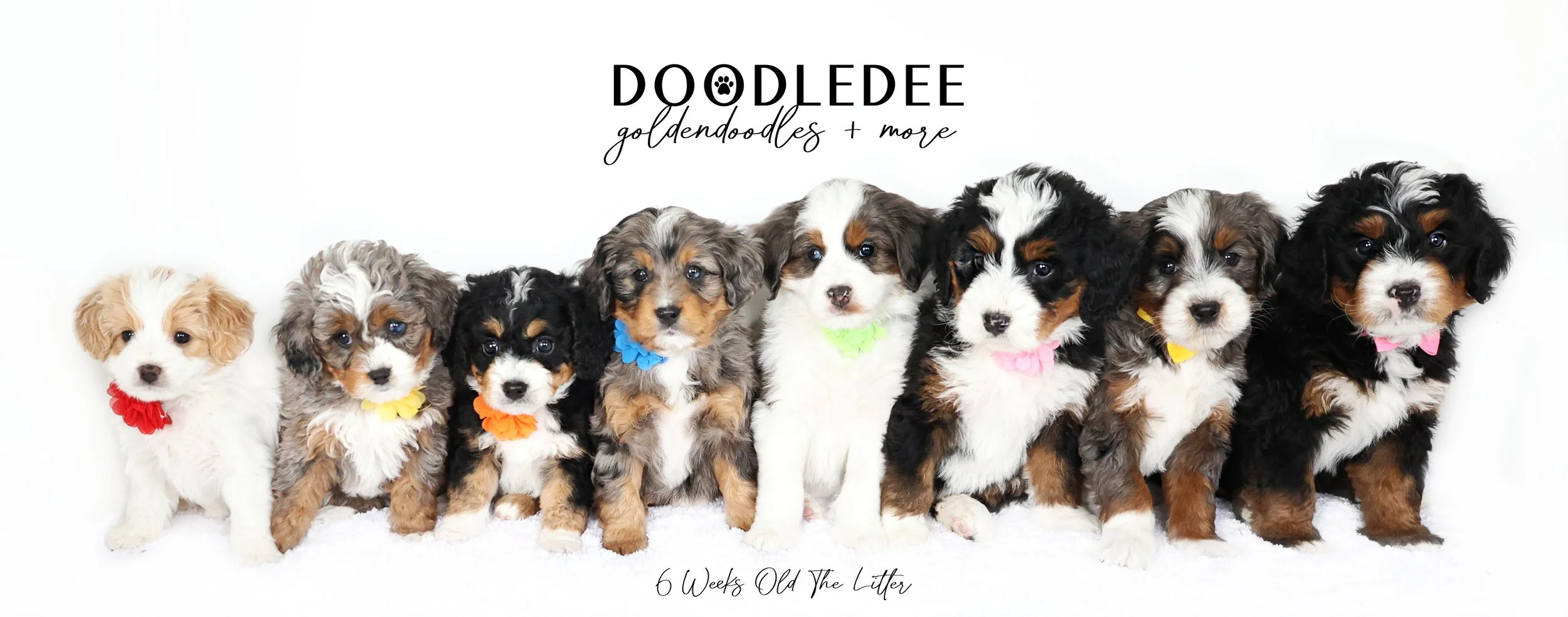 Bernedoodle Puppies- Bella Donna