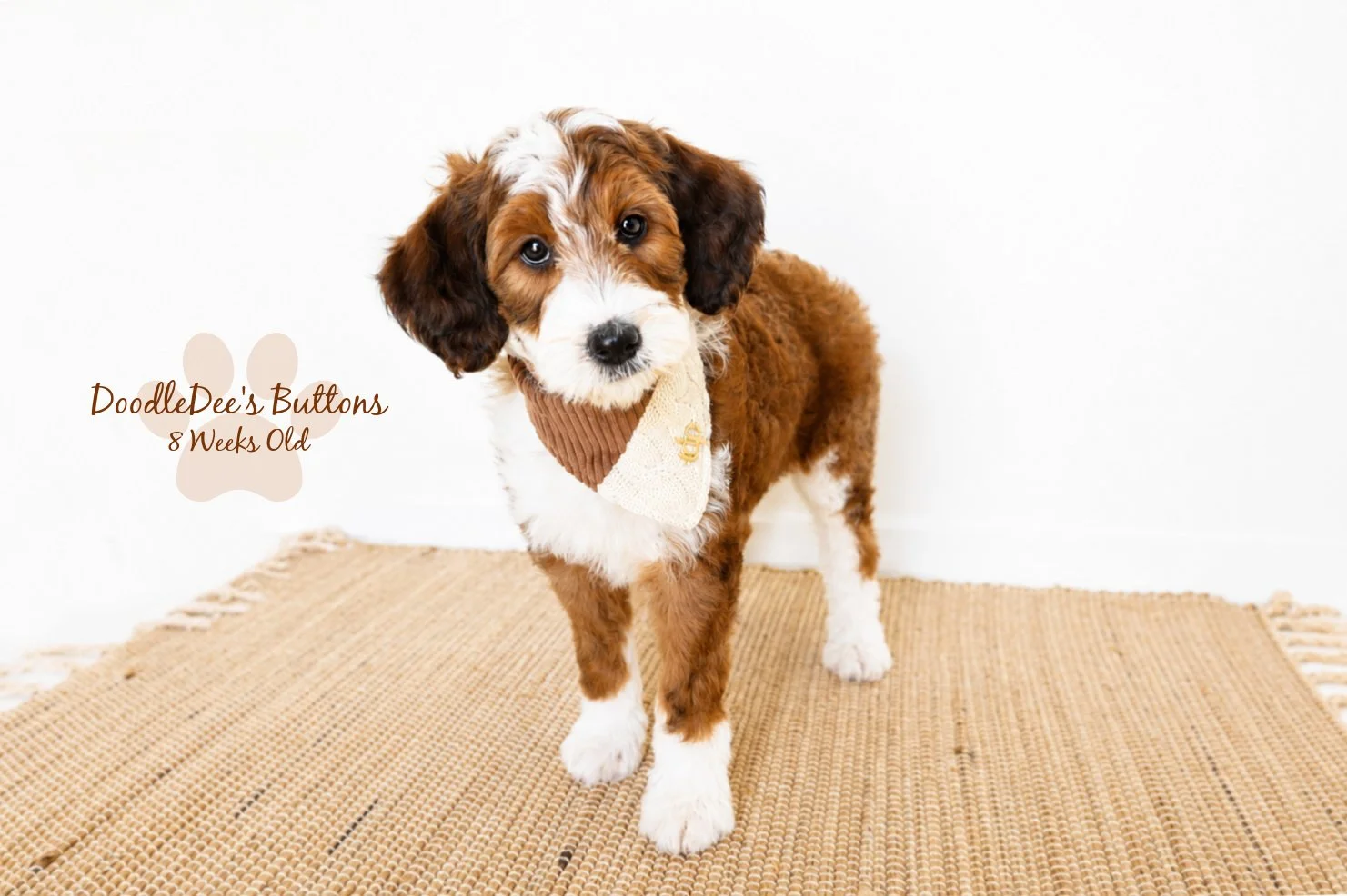 Sable Bernedoodle- Buttons 8 Weeks Old